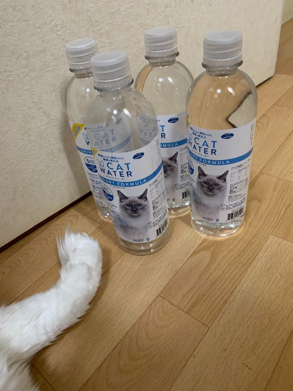 楽天市場】PH バランス キャット ウォーター 500ml CAT WATER 猫 水 ペット 天然水 水分補給【レビューを書いてプレゼント】(Fantasy  World) | みんなのレビュー・口コミ