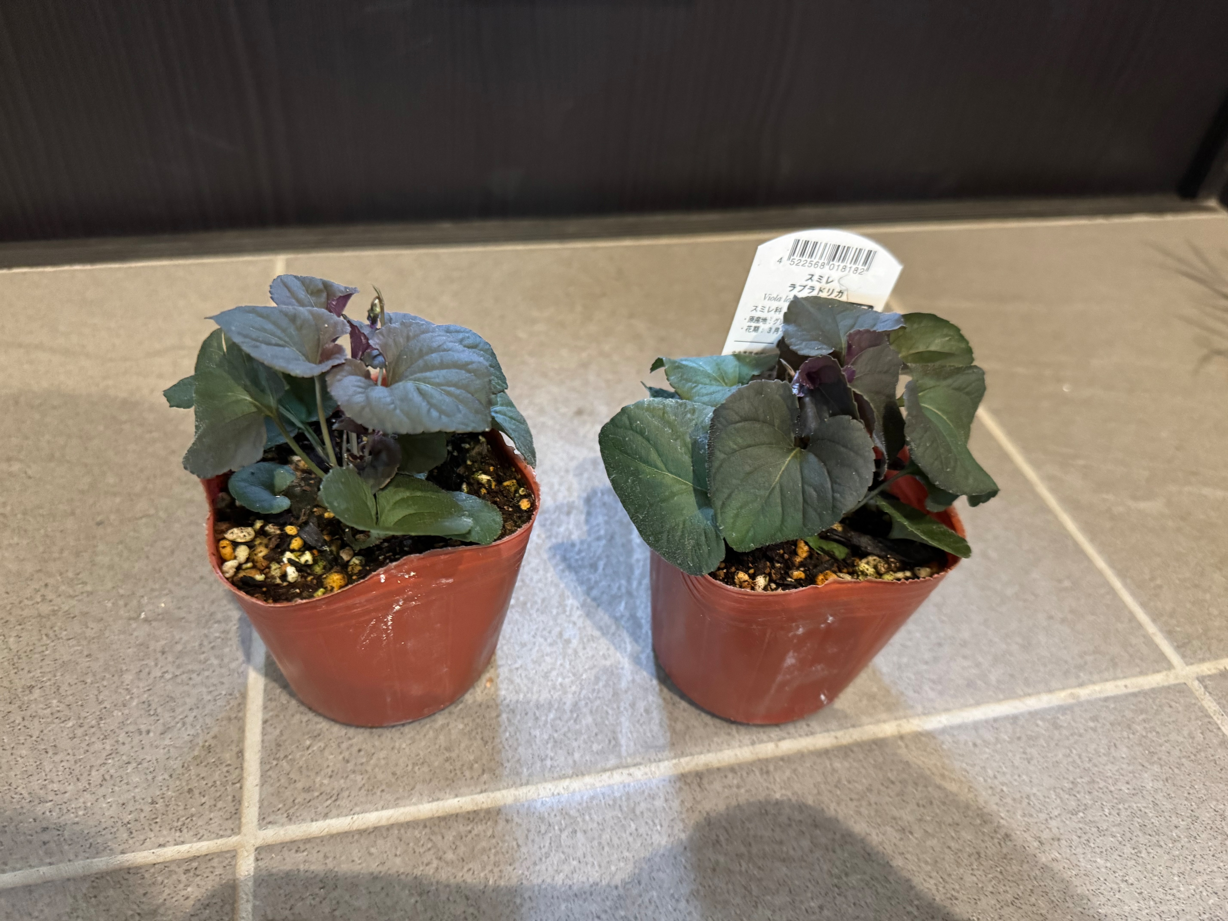 楽天市場】ビオラ ラブラドリカ(おぎはら植物園) | みんなのレビュー