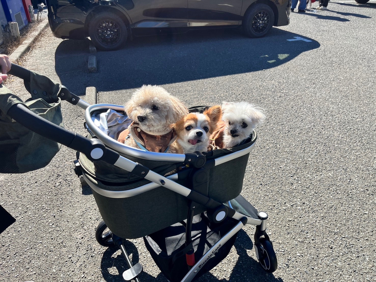 楽天市場】ピッコロカーネ カリーノ3 ワンタッチスタイル 耐荷重