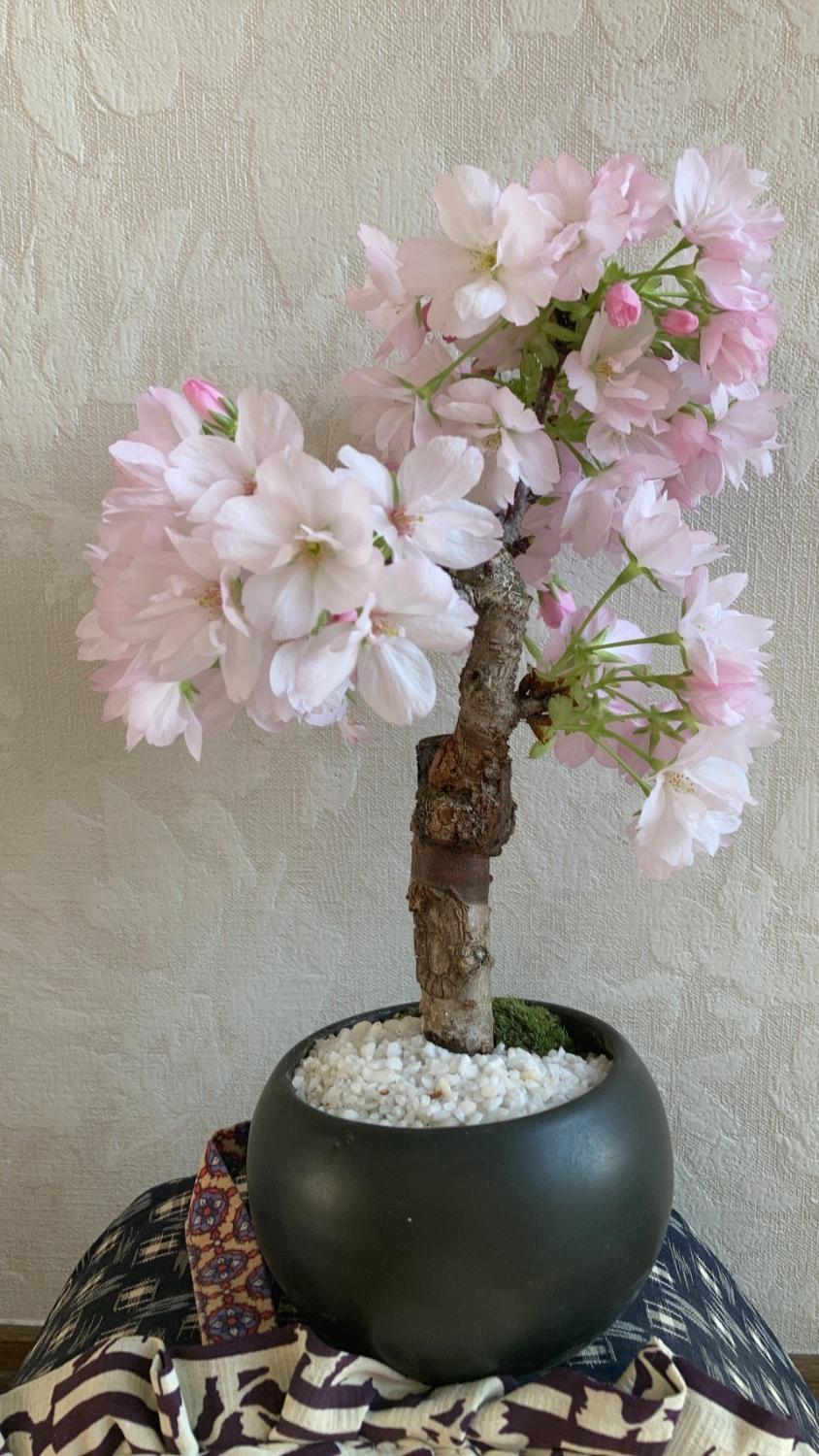 楽天市場】最安値に挑戦 盆栽 桜 旭山桜 鉢植え 桜ミニ盆栽 自宅で花見 楽天市場】最安値に挑戦 盆栽 桜 旭山桜 鉢植え 桜ミニ盆栽 自宅で花見