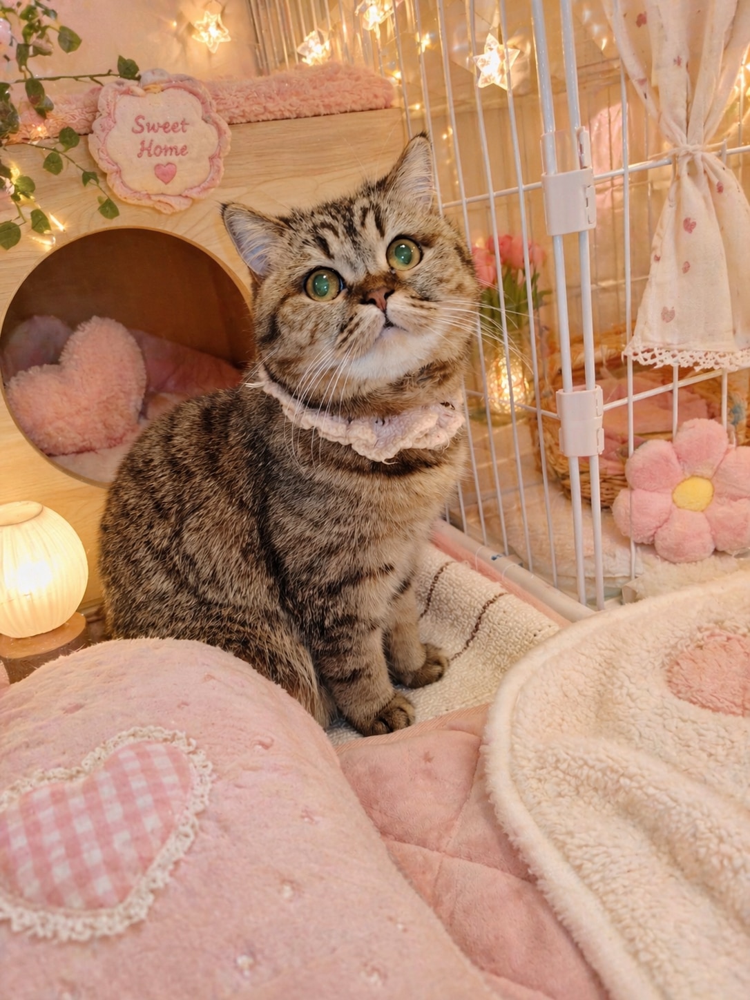 楽天市場】〜プロポリスでペットの健康管理〜ペット用プロポリス