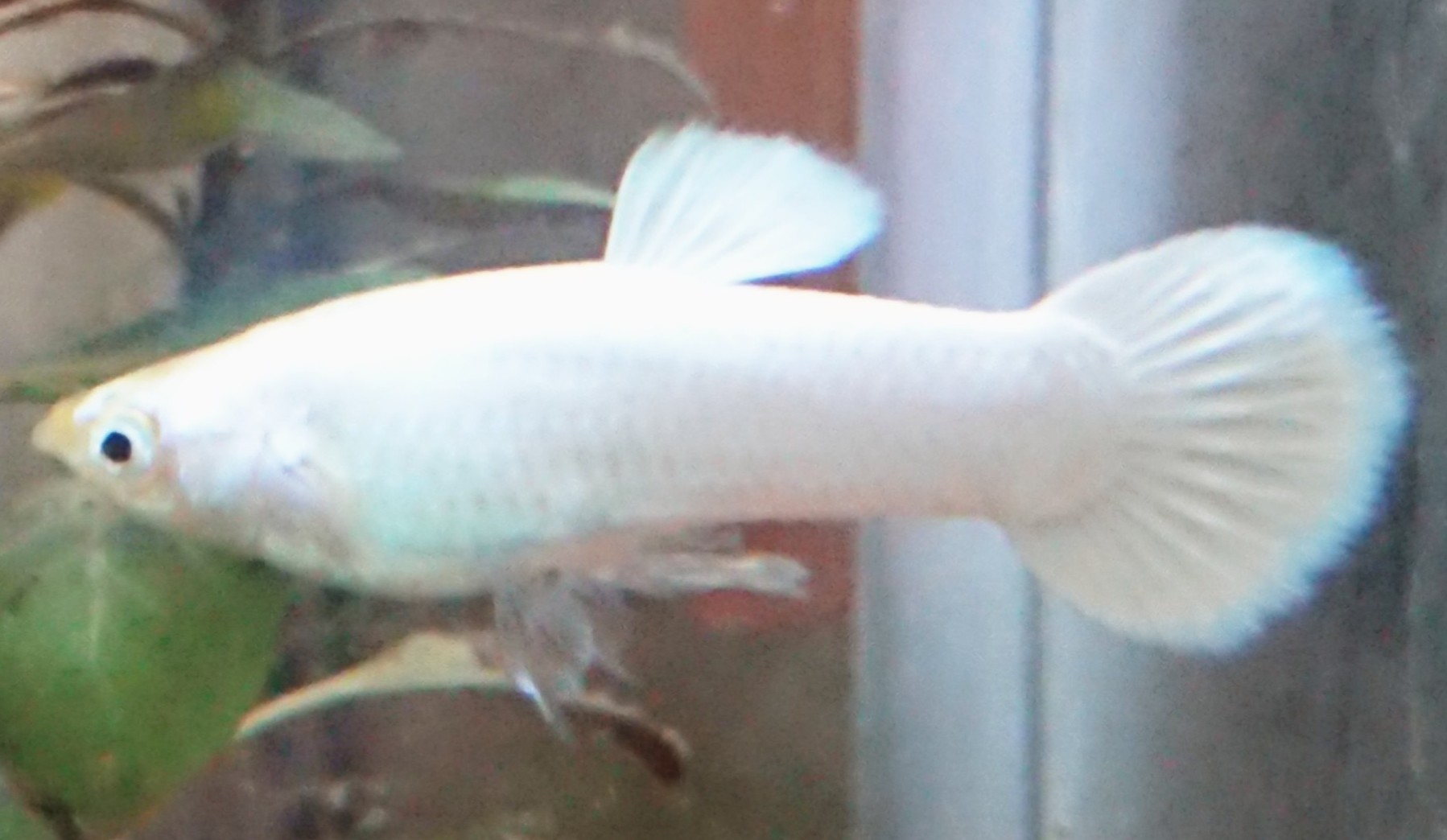 楽天市場 熱帯魚 お一人様1点限り 外国産ミックスグッピー 5ペア 北海道 九州航空便要保温 Charm 楽天市場店 みんなのレビュー 口コミ 楽天市場 熱帯魚 お一人様1点限り 外国産ミックスグッピー 5ペア 北海道 九州航空便要保温 Charm 楽天市場店 みんなのレビュー 口コミ