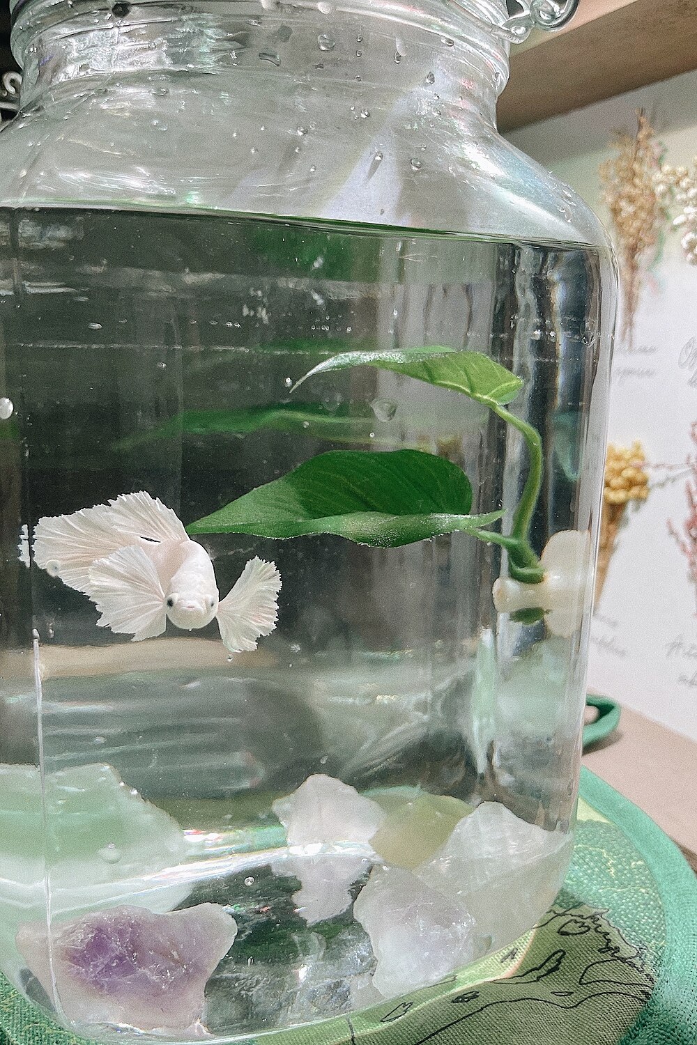 楽天市場 熱帯魚 ベタ エレファントイヤープラカット 色指定なし オス 1匹 北海道航空便要保温 Charm 楽天市場店 みんなのレビュー 口コミ 楽天市場 熱帯魚 ベタ エレファントイヤープラカット 色指定なし オス 1匹 北海道航空便要保温 Charm 楽天市場店 みんなのレビュー 口コミ