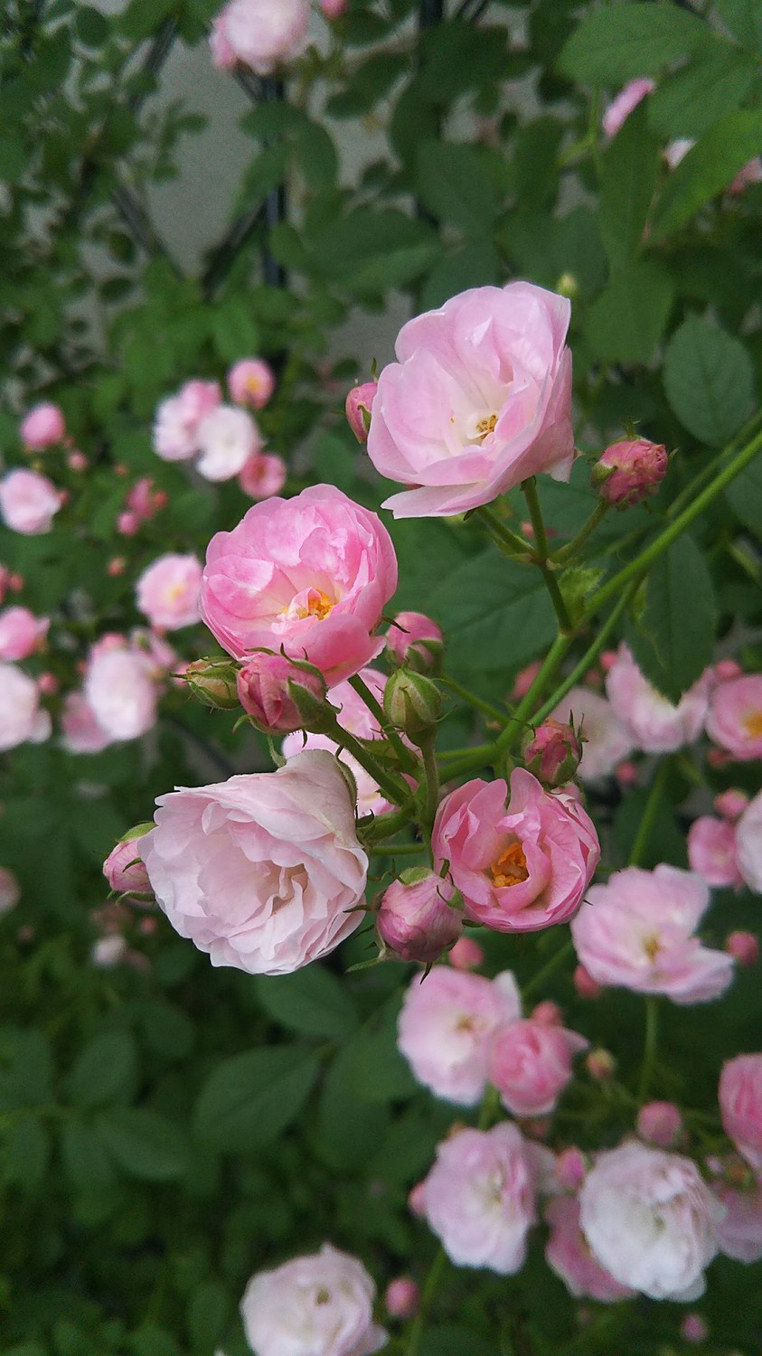 ツル薔薇キングローズ 挿し木苗 - 植物/観葉植物