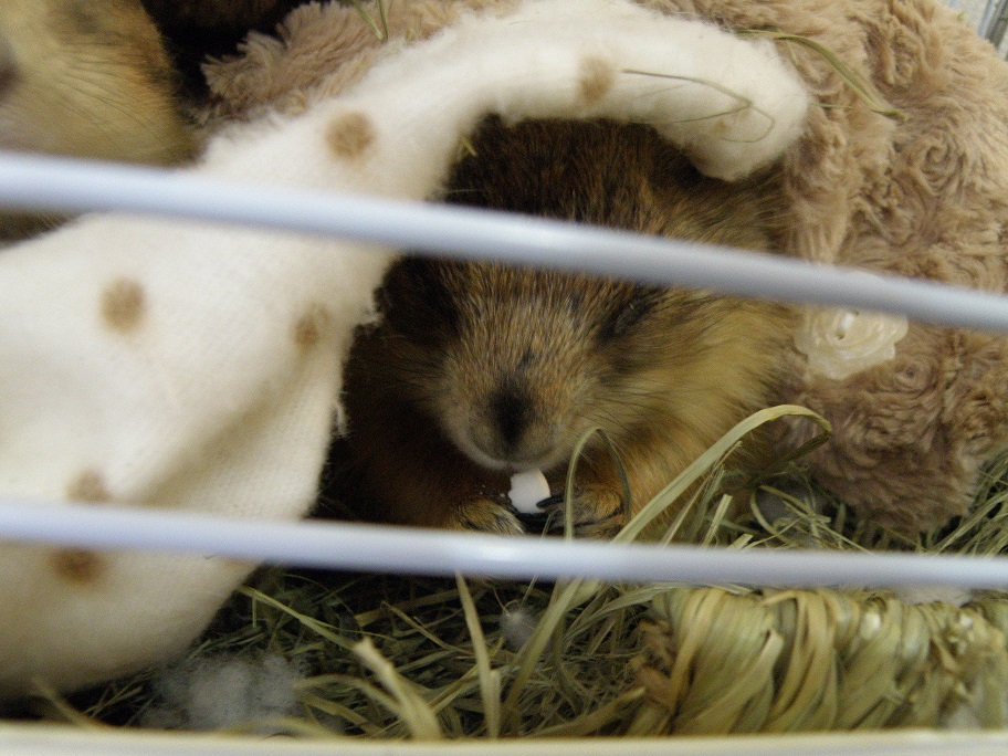 市場 お値打ち アリメペット 小動物用