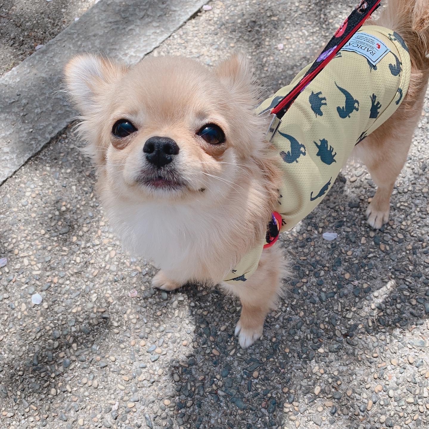 【均一SALE】犬 小型犬 犬用 タンクトップ 犬服 ウェア ドッグウエア 犬の服 メッシュ 恐竜 シャーク サメ プレサーモC25  防蚊加工 虫よけ 春服 夏服 春夏服 サイズ交換OK/返品不可 メール便可 メッシュ タンク(犬の服 RADICA（ラディカ）) みんなのレビュー  ...