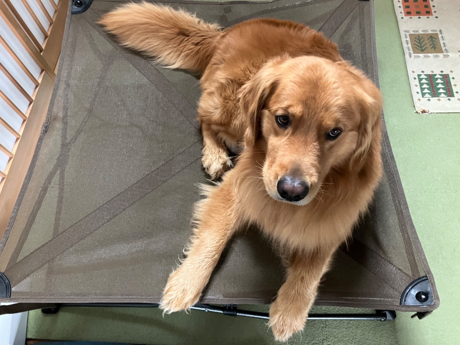 ガイドギア ポータブル ドッグベッド ペット ベッド クッション付き 折りたたみ ペットコット 犬 中型犬 大型犬 | Veehoo 犬 ベッドドッグコット高架式ペットベッド中型犬用