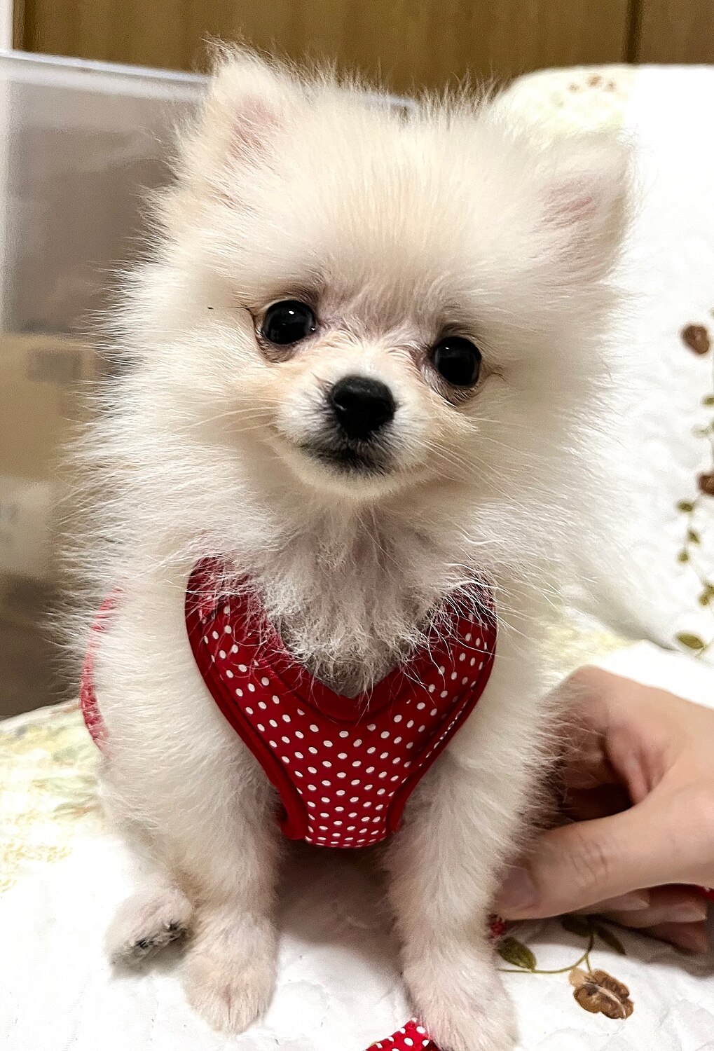 楽天市場 ドットフロント ハーネス リード Ss 犬 チワワ 小型犬 子犬 パピー 用 ハーネス 胴輪 可愛い おしゃれ ナイロン 軽い 細い 小さい サイズ グッズ 散歩 練習 トレーニング 一体型 リード 優しい 気管 チワワ専門店スキップドッグ 未購入を含む みんなの