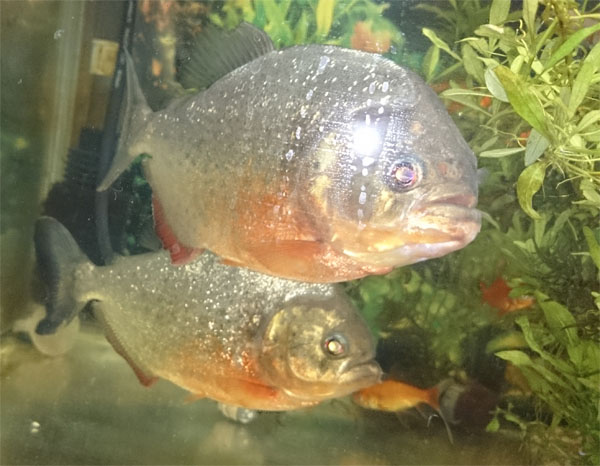 楽天市場 ピラニアと言えばこの魚 ピラニア ナッテリー 5匹 4匹 補償1匹 Q Be きゅ ぶ 未購入を含む みんなのレビュー 口コミ