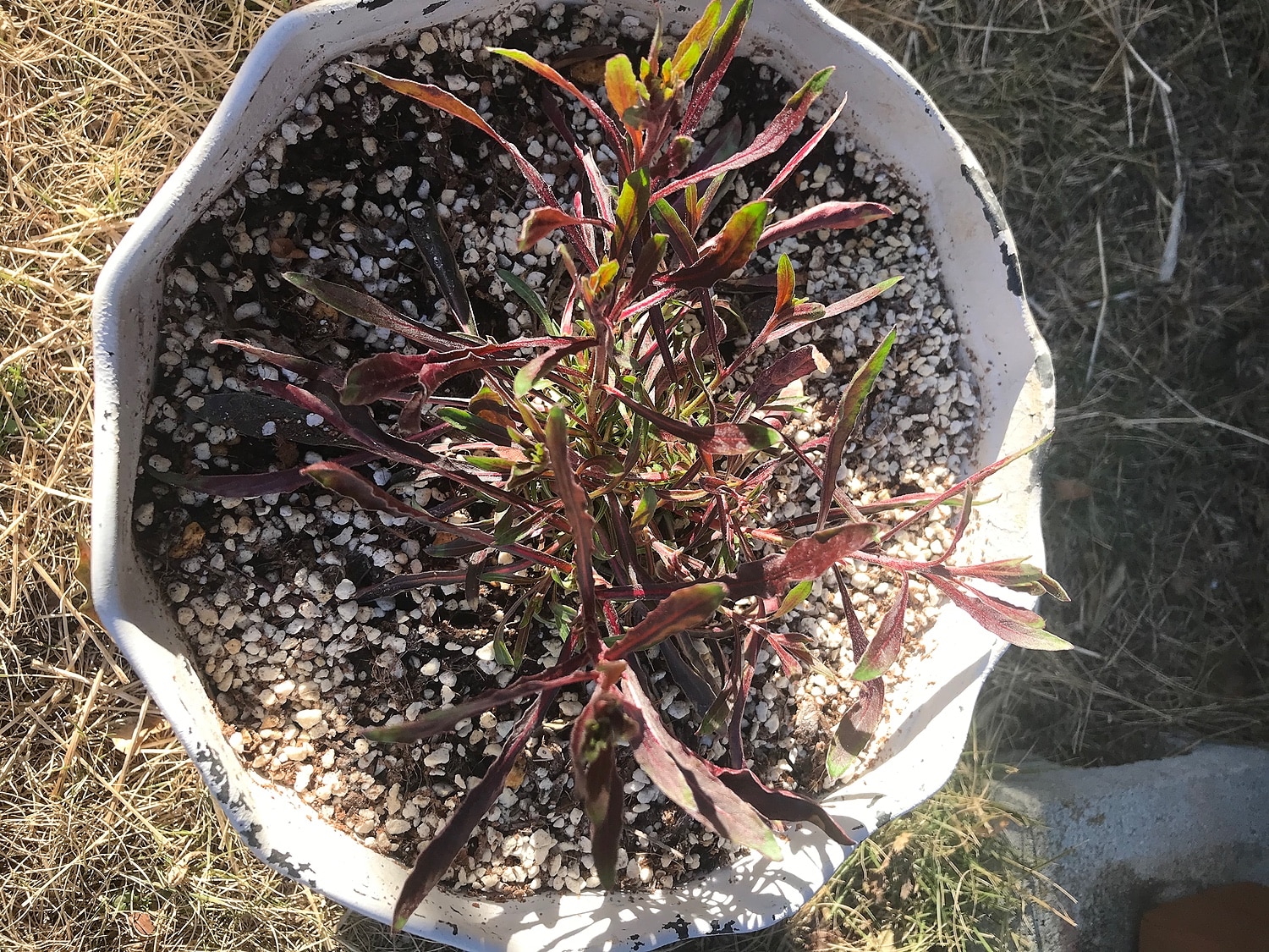 楽天市場 コンパクトガウラ 白蝶草 フェアリーズソング おぎはら植物園 みんなのレビュー 口コミ