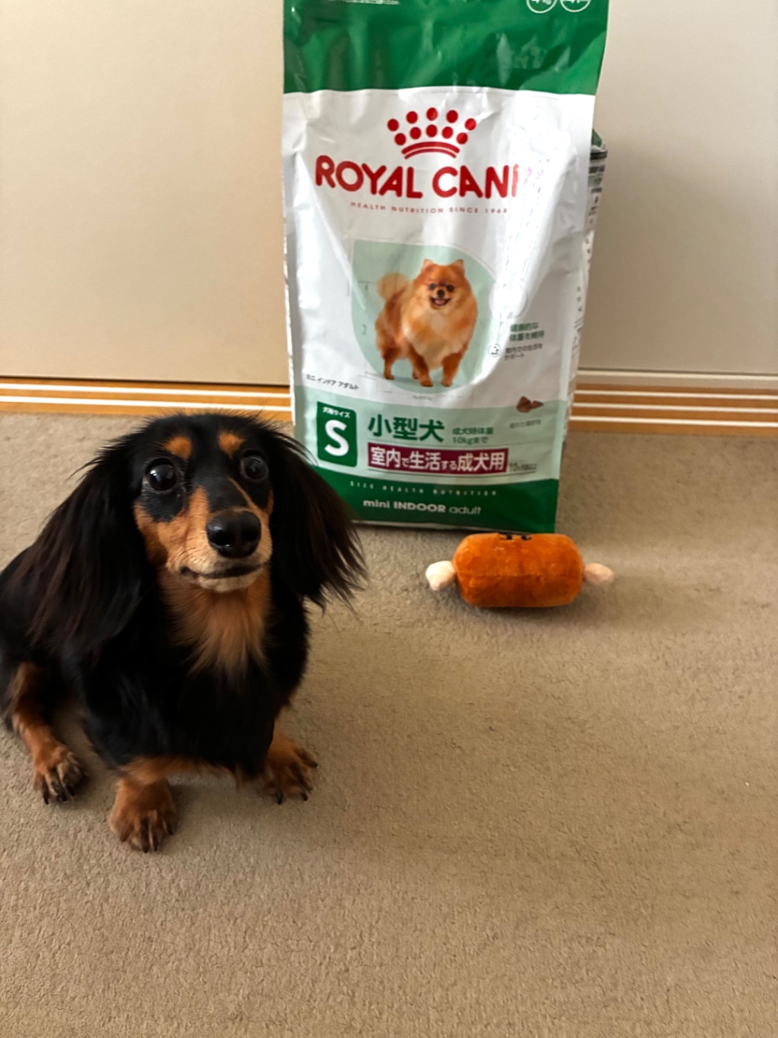 楽天市場】ロイヤルカナン ミニ インドア アダルト 10ヵ月齢以上(4kg