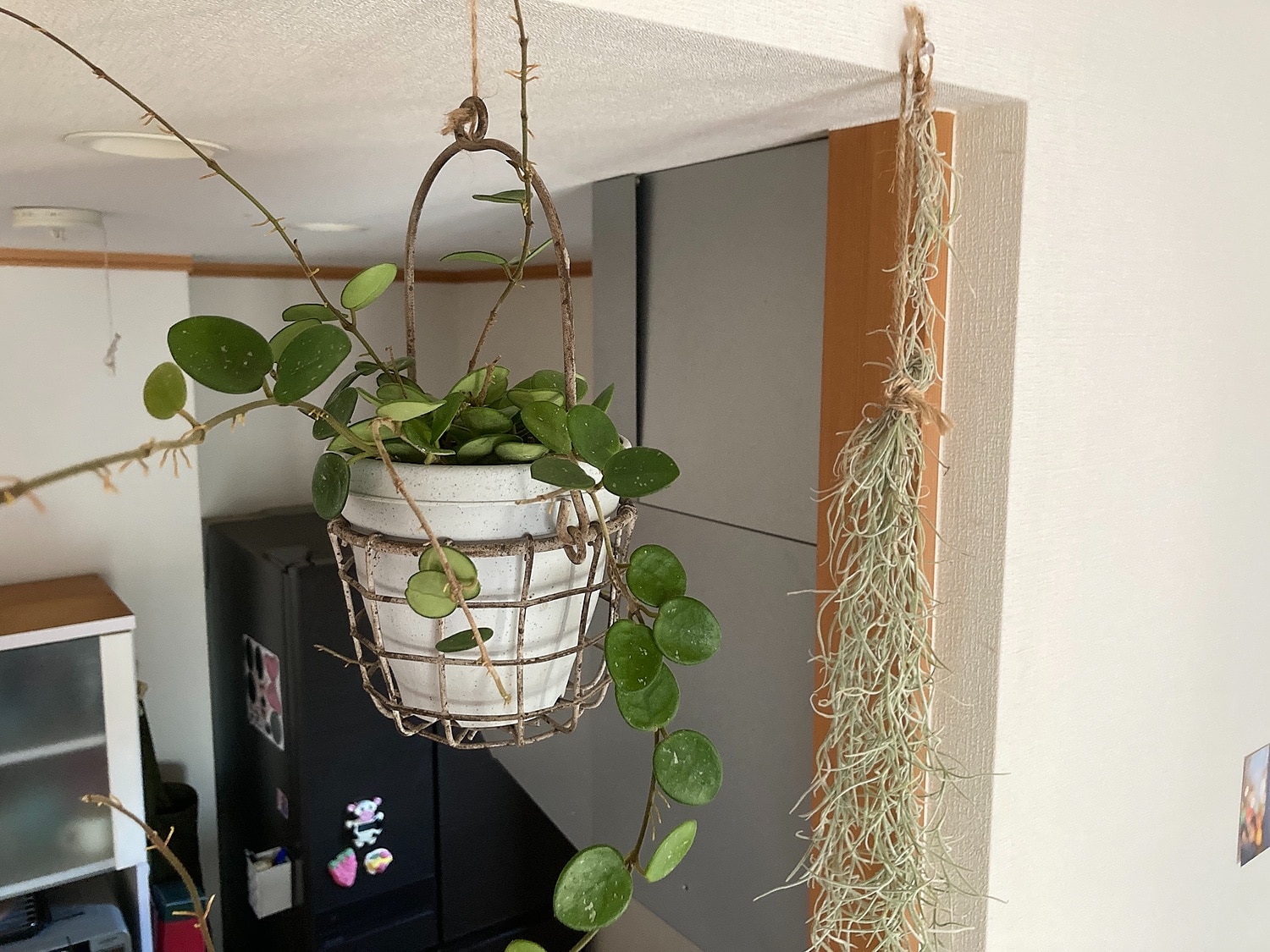 楽天市場 観葉植物 今月のおすすめ ホヤ マチルダ E 花屋さん みんなのレビュー 口コミ