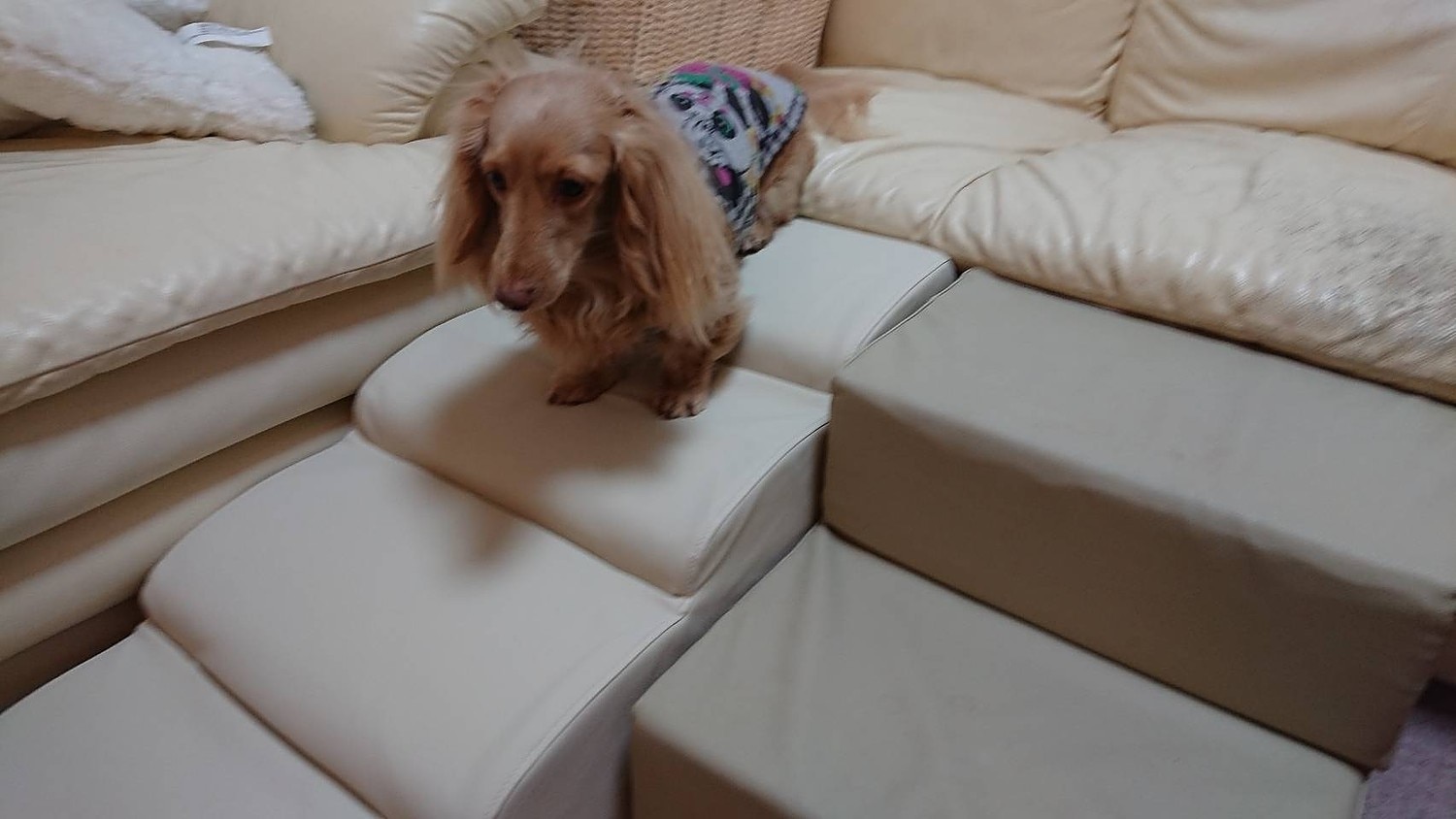 ドッグステップ 犬 用 階段 犬 スロープ ペットステップ 犬の階段 上り下り マット 犬 踏み台 犬 ソファ ペット用 ドッグステップ 犬用階段 セルタン レビュー画像14