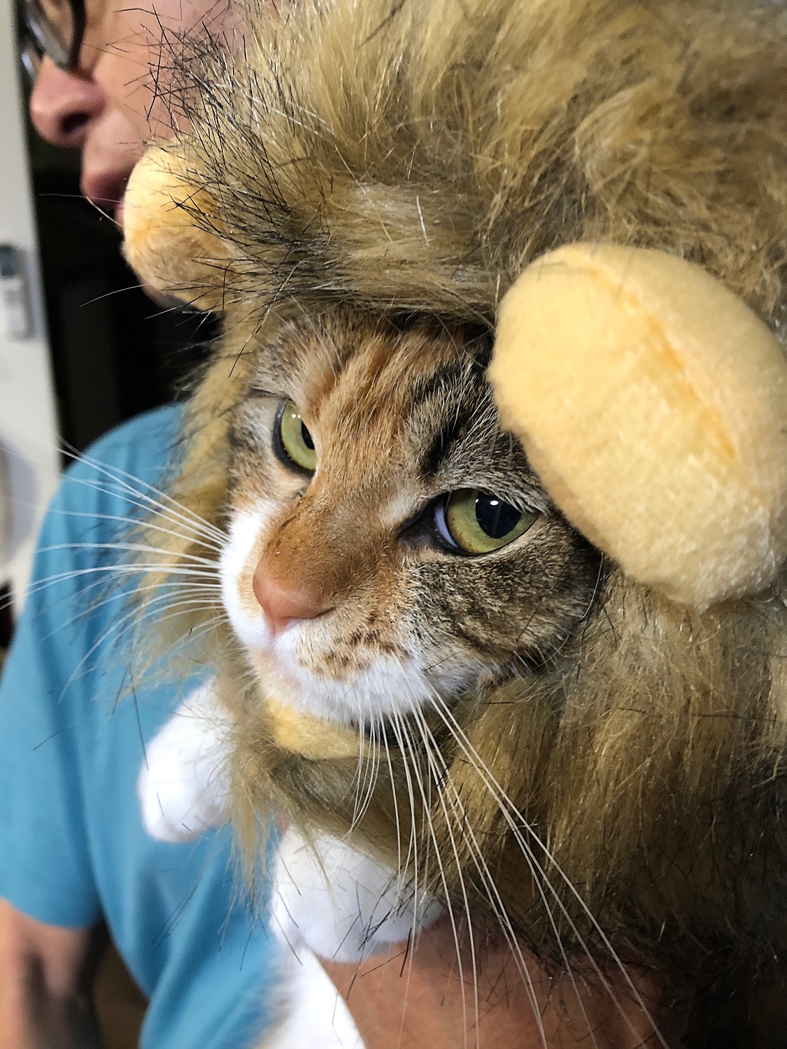 楽天市場 メール便送料無料 ライオン 猫 被り物 ねこ かぶりもの かわいい たてがみ ネコ 帽子 コスプレ グッズ ペット 変身 仮装 コスチューム 小型犬 犬 耳付き キュート 猫用 犬用 ウィッグ 安い かつら 着せ替え キャット ねこちゃん わんちゃん おもちゃ