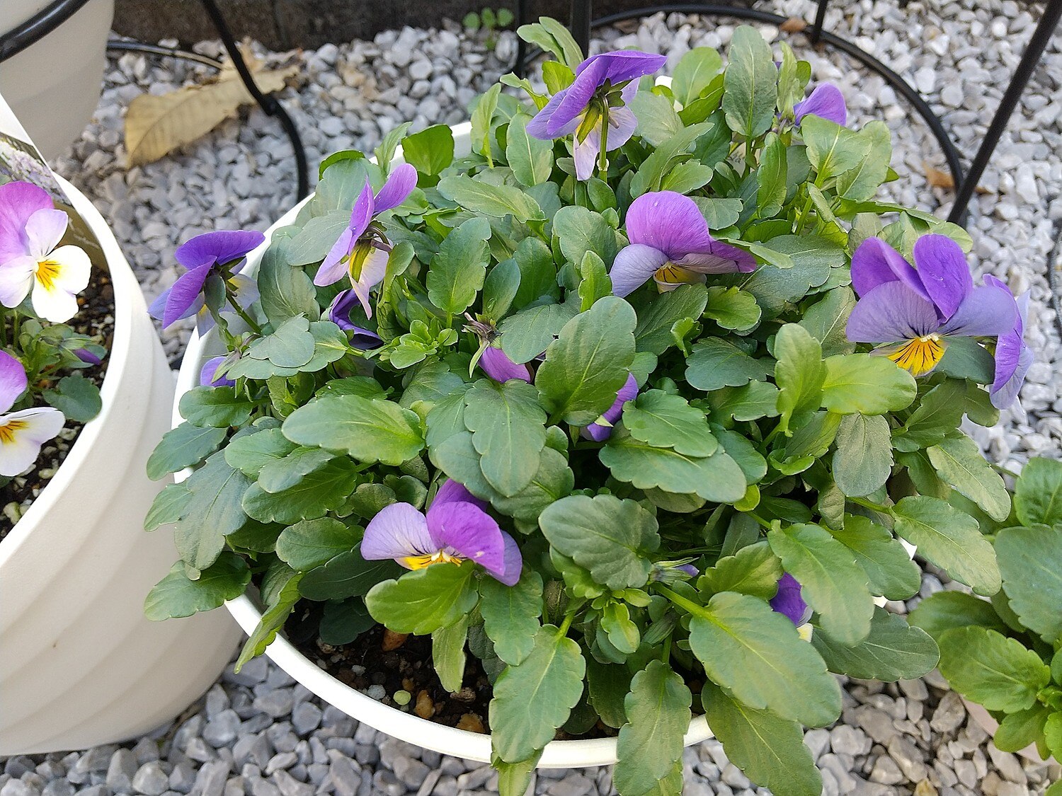 楽天市場 プレミアムビオラ Dj ブルーウィズパープルウイング ビオラ 11cmプリントポット ディージェイ パンジー ビオラ フラワー 花 ガーデン ガーデニング 花壇 苗 秋苗 冬苗 春苗 寄せ植え 庭 手入れ 店舗花壇 ここなぎ みんなのレビュー 口コミ