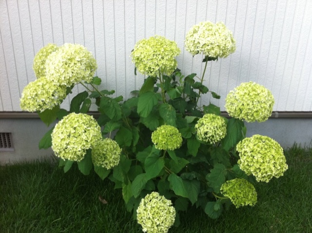 楽天市場 アジサイ アナベル おぎはら植物園 参考になるレビュー順 みんなのレビュー 口コミ