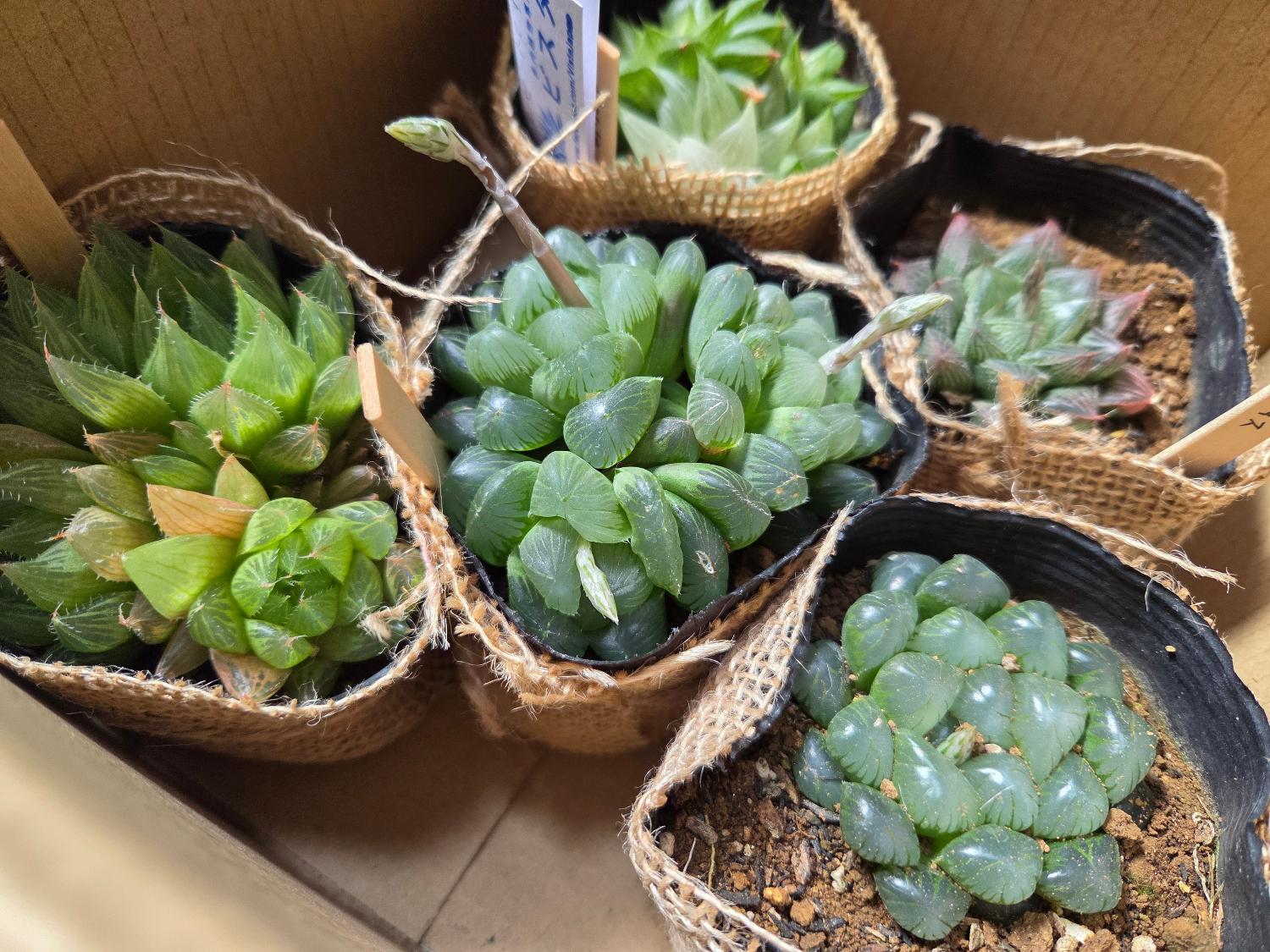 楽天市場】王蟲（オーム） ハオルチア属 【ジュエルプランツ】多肉植物