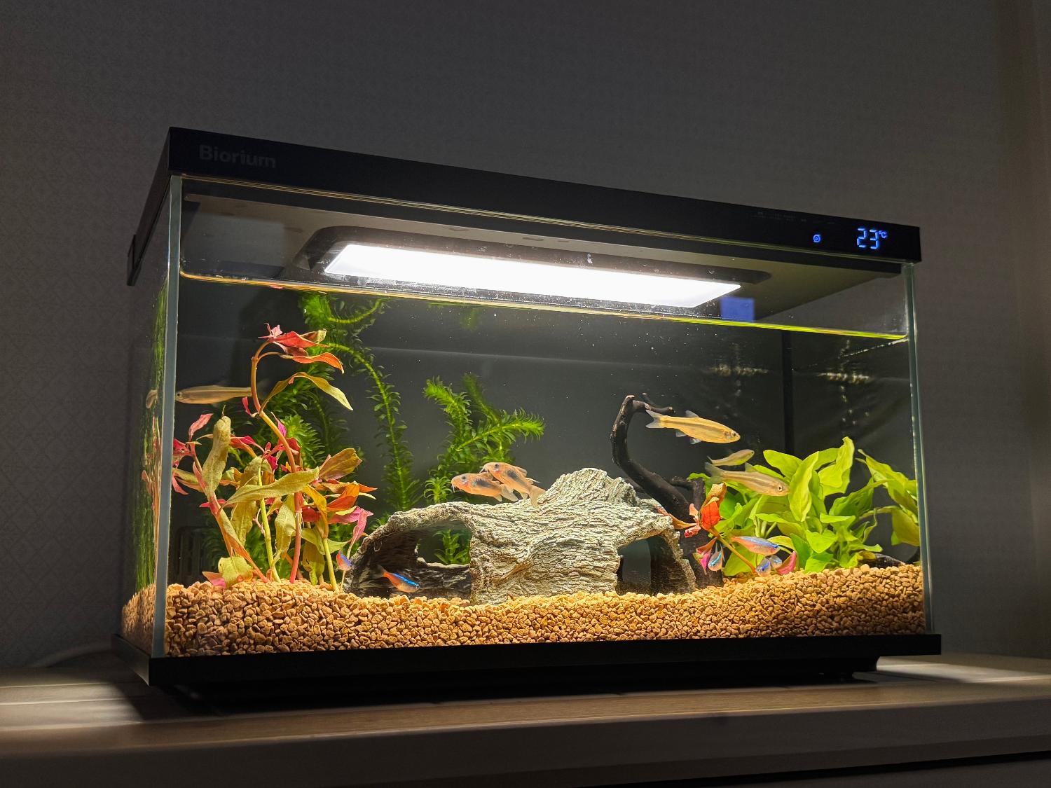 楽天市場】【楽天1位 / 送料無料】 水槽 水槽セット 45cm 初心者