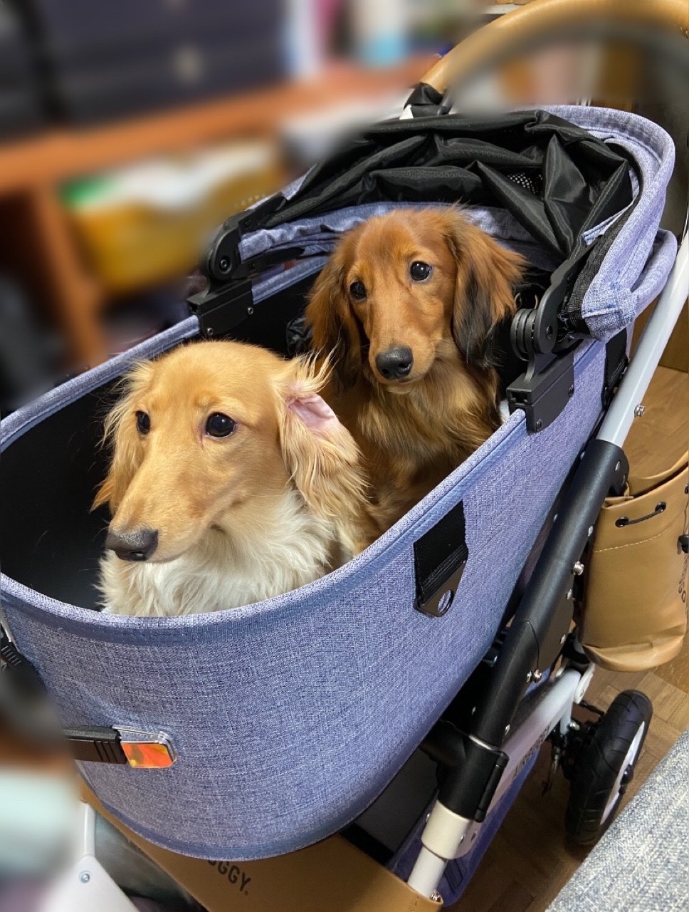 最高 レビュー特典プレゼント エアバギー ドーム3 ブレーキ ラージ L 犬 猫 AirBuggy for PET DOME3 ペットカート お散歩  おでかけ 通院 旅行 中型犬 多様飼い フレブル4580445418241 #w-162043 ab_pr RC2204
