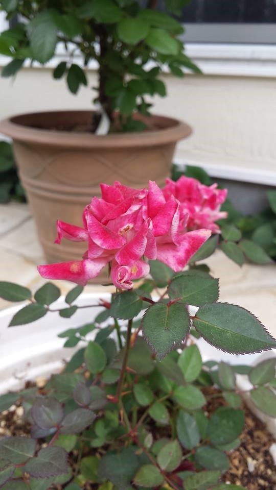 楽天市場 ミニバラ テディベア 3 3 5号ポット苗四季咲き テラコッタ色 花苗 鉢花 ポットローズ アンティークカラー 花みどりマーケット 楽天市場店 みんなのレビュー 口コミ