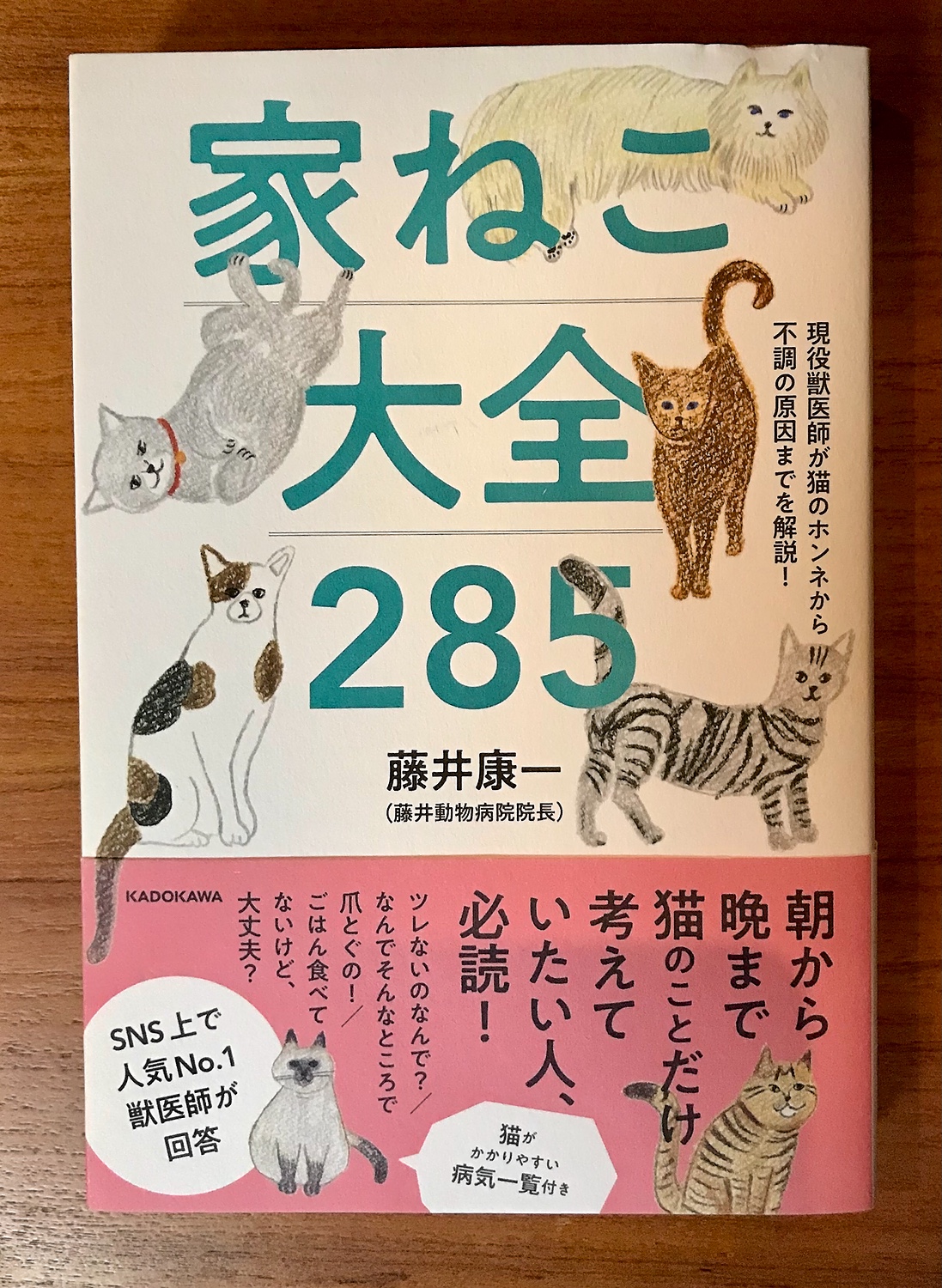 楽天市場】現役獣医師が猫のホンネから不調の原因までを解説！ 家ねこ