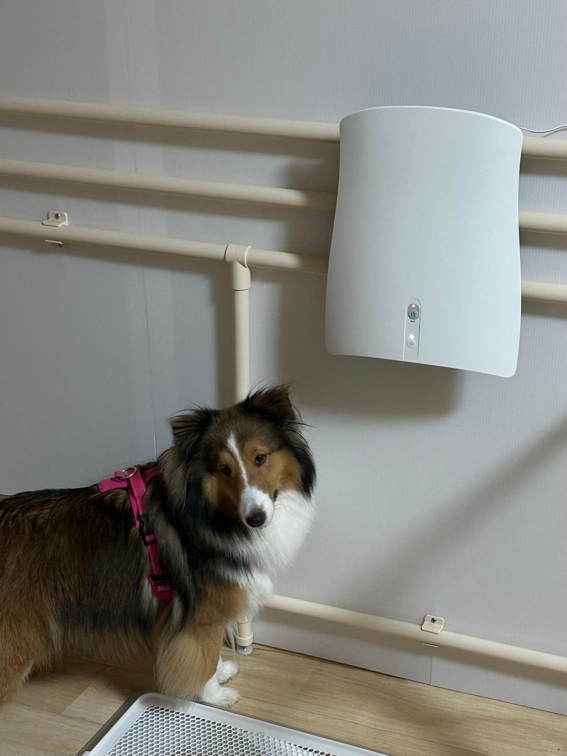 楽天市場】【SUNSTAR QAIS公認販売店】【2つ選べる特典付】サンスター