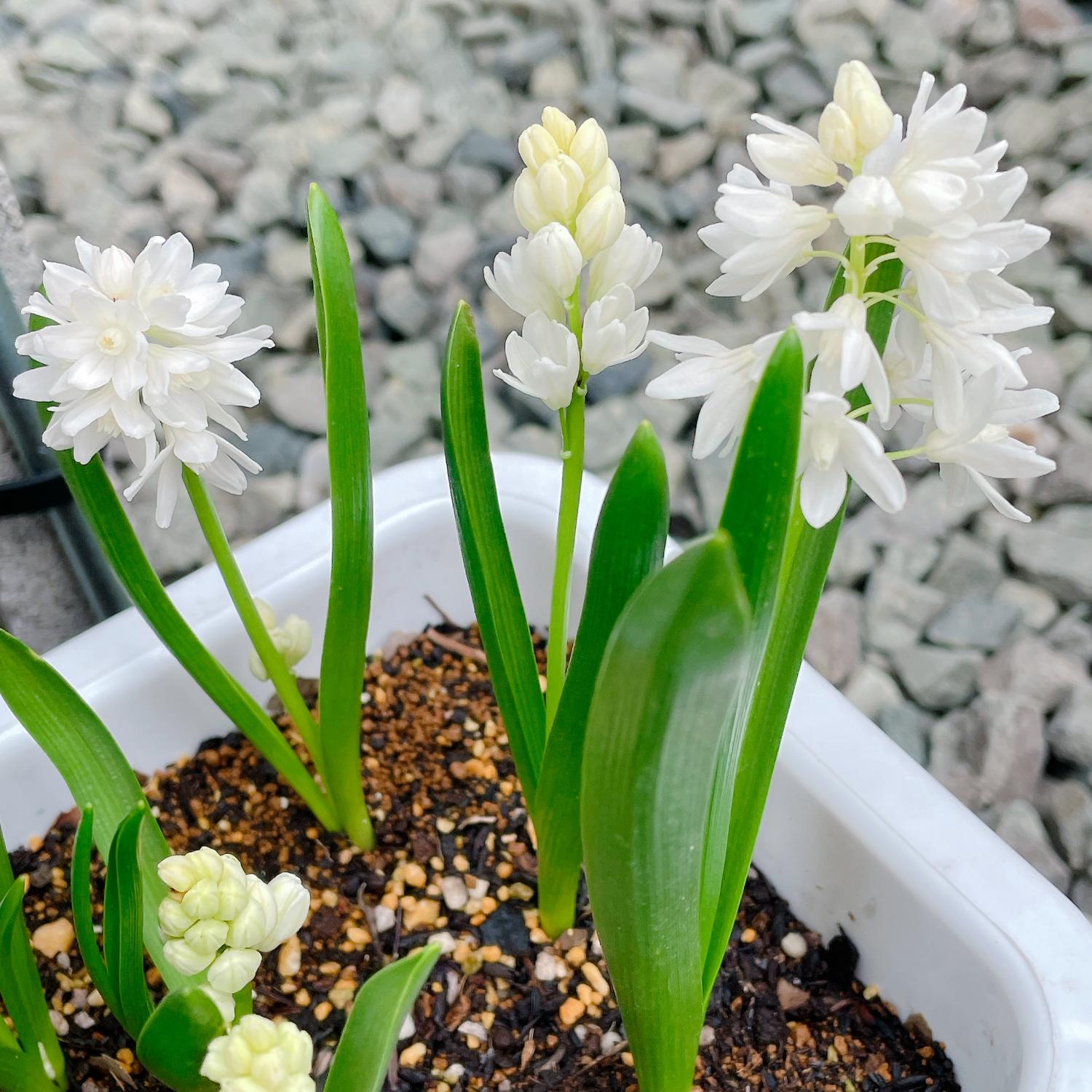 楽天市場】芽出し球根 植えっぱなし 球根 花 プスキニア リバノチカ 3
