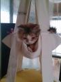 ֥åȡȥԡꥸʥ 2 ٥åɡϥǭʥåȥˤˤ⡪եեޤΥǥʡڥåȥåΥåȥϥåȡȥԡꥸʥthe cat's trapeze original 2ʥ ڥåȥ/٥å/ϥåۡǭѤۡǭ/ǭʤͤͥ/ڥåȡڥåȥå/ڥåʡ̵ۡ/ߡۡפξʥӥ塼ܺ٤򸫤