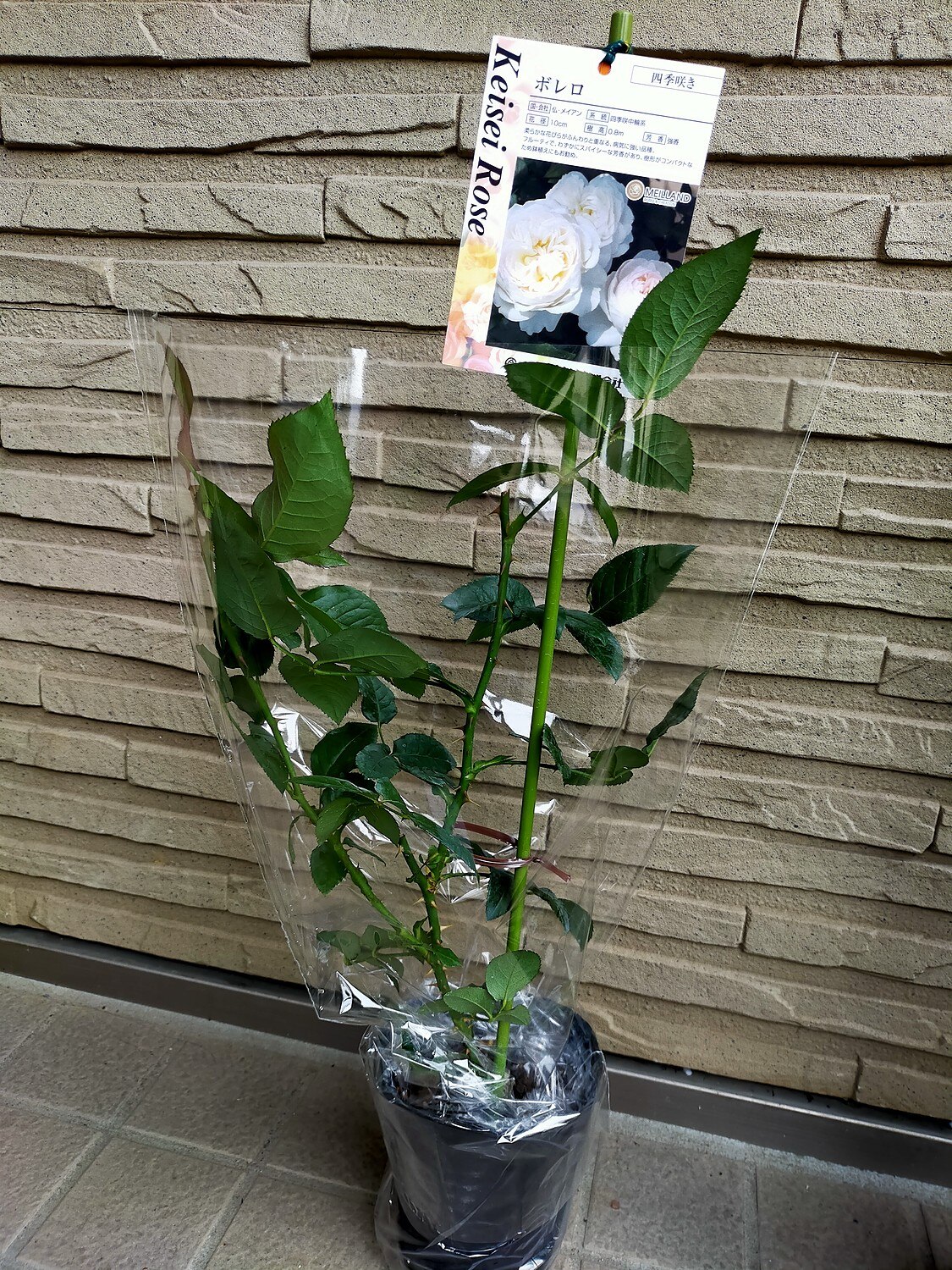 楽天市場 バラ苗 中苗 ボレロ Ant純白 国産苗 6号鉢植え品 農林水産省 登録品種 J Irm2 バラの家 バラ苗専門店 未購入を含む みんなのレビュー 口コミ 楽天市場 バラ苗 中苗 ボレロ Ant純白 国産苗 6号鉢植え品 農林水産省 登録品種 J Irm2 バラの家 バラ苗専門店 未購入を含む みんなのレビュー 口コミ