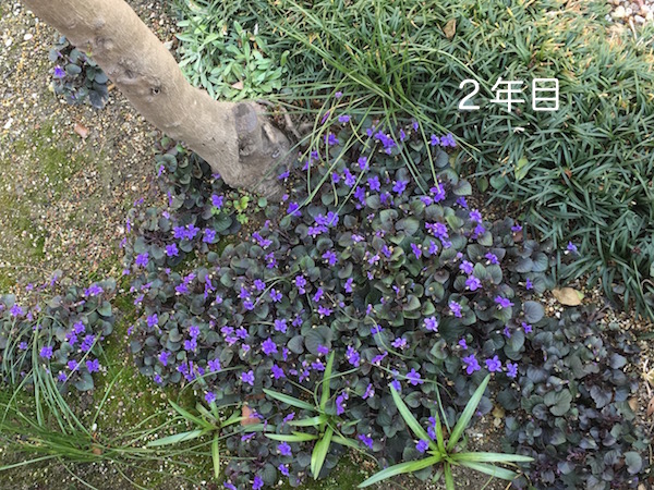 楽天市場 ピカイックンさんのビオラ ラブラドリカ おぎはら植物園 みんなのレビュー 口コミ