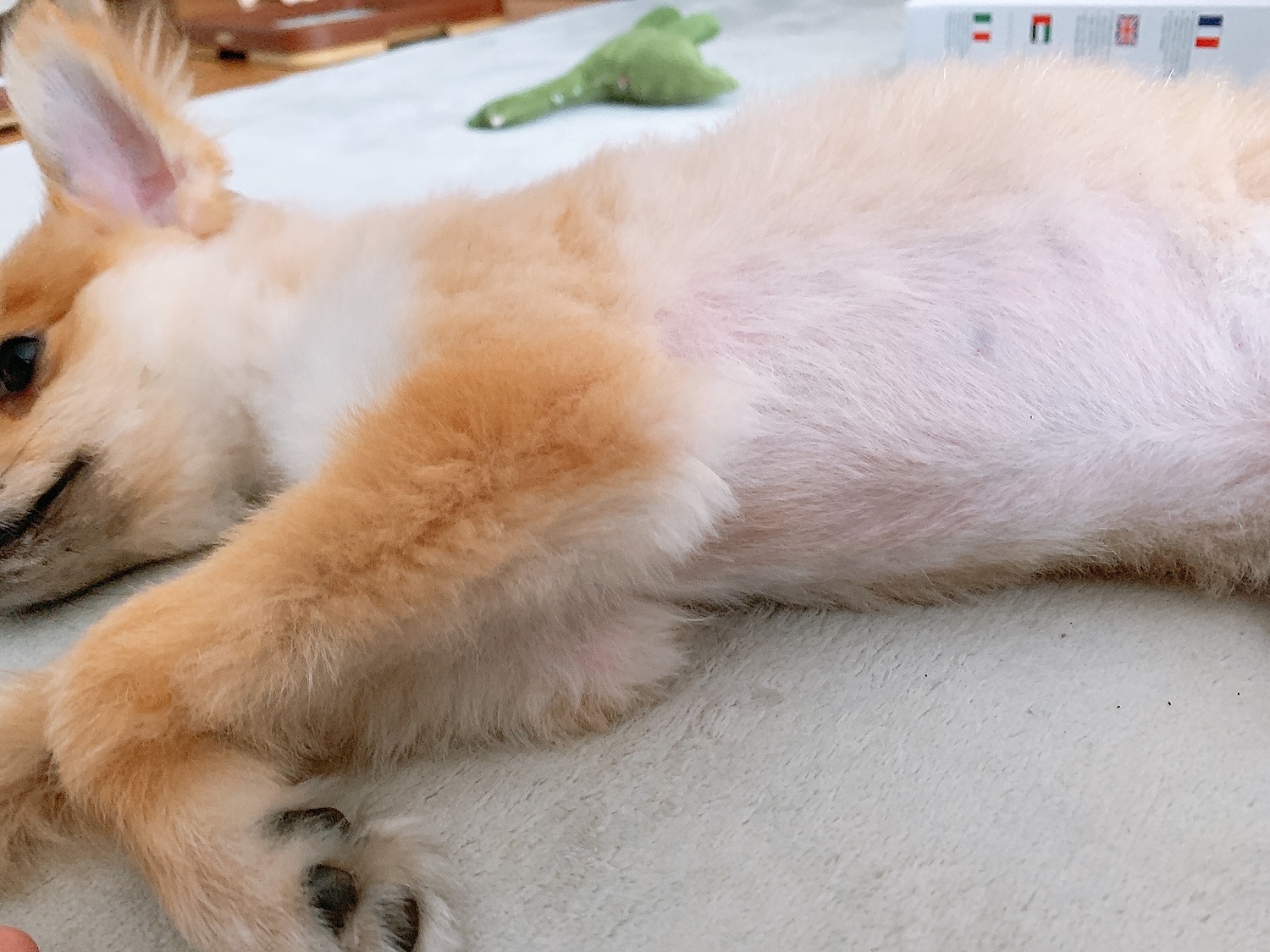 楽天市場 バリカン 犬用 犬 猫 送料無料 セームタオル ペット用 足裏 顔 コードレス 初心者 プロ用 トリミング セラミックチタン刃 24枚刃 水洗い可能 ピンク ゴールド 猫用 トイプードル プロ仕様 アタッチメント 静音軽量 Pse 節約 ペット用バリカン24枚刃 雑貨ペット