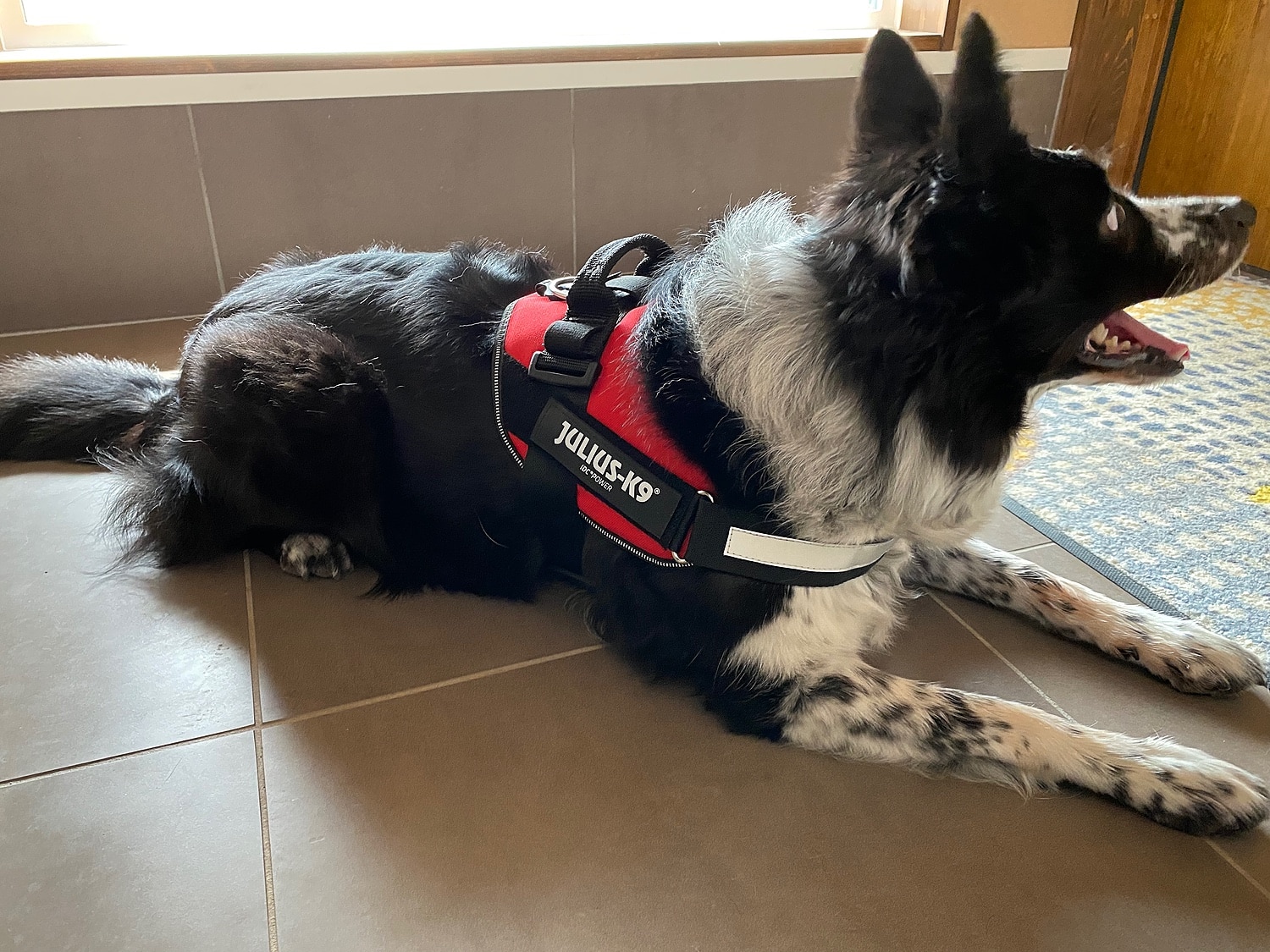 楽天市場 Idcパワーハーネス Size0 1 2 胸囲58 96cm Julius K9 ユリウスケーナイン 犬用ハーネス 中型犬 大型犬 犬用 ハーネス 胴輪 犬 カラー シリーズ1 ワンダースタジオ 未購入を含む みんなのレビュー 口コミ