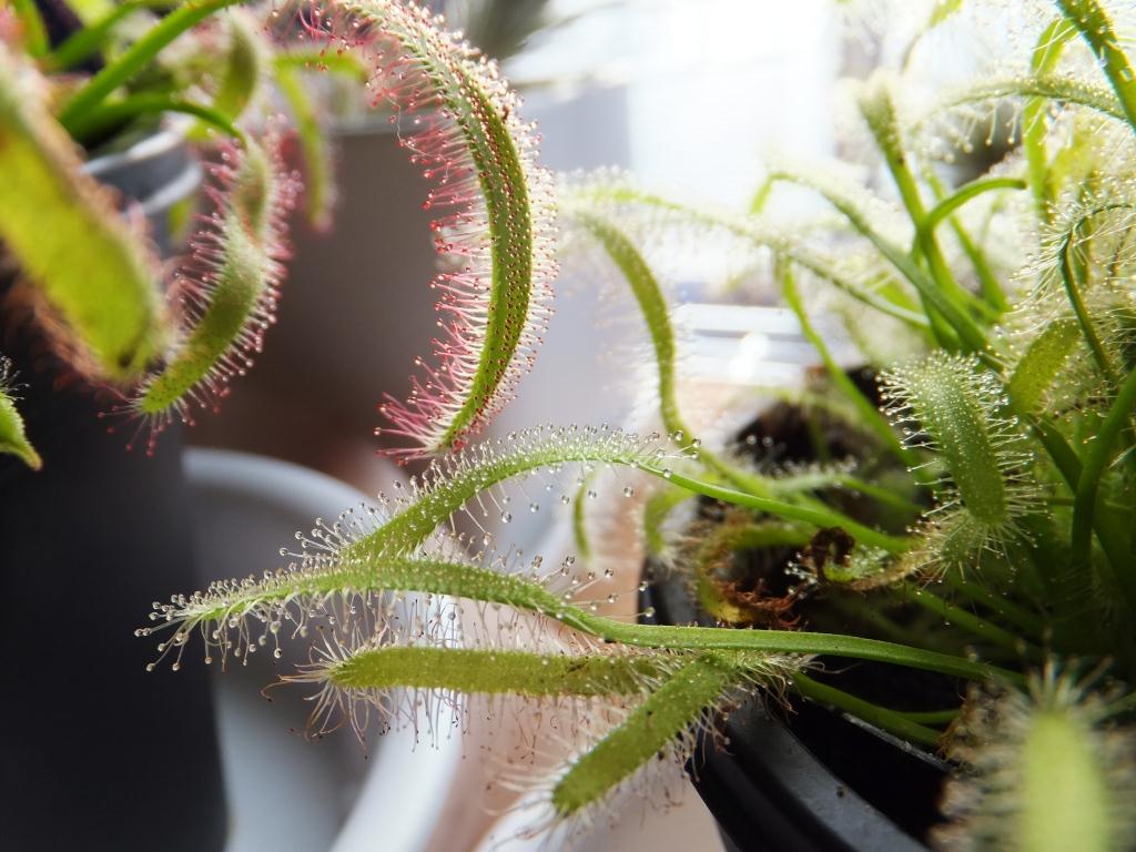 楽天市場 食虫植物 モウセンゴケ アフリカナガバモウセンゴケ ドロセラ カペンシス 白花 2 5 3号 1ポット Charm 楽天市場店 みんなのレビュー 口コミ