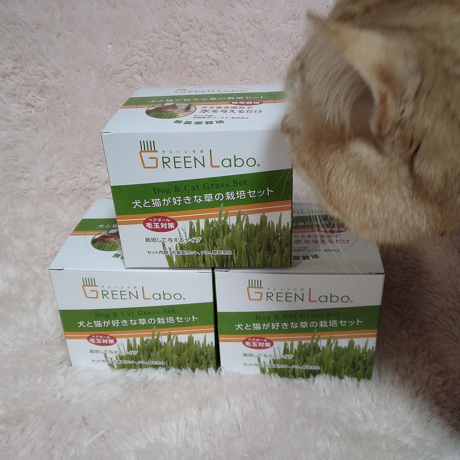 売れ筋ランキング グリーンラボ GREENlobo ペットグラス 犬と猫が好きな草 栽培セット 2個 猫草 エイムクリエイツ 