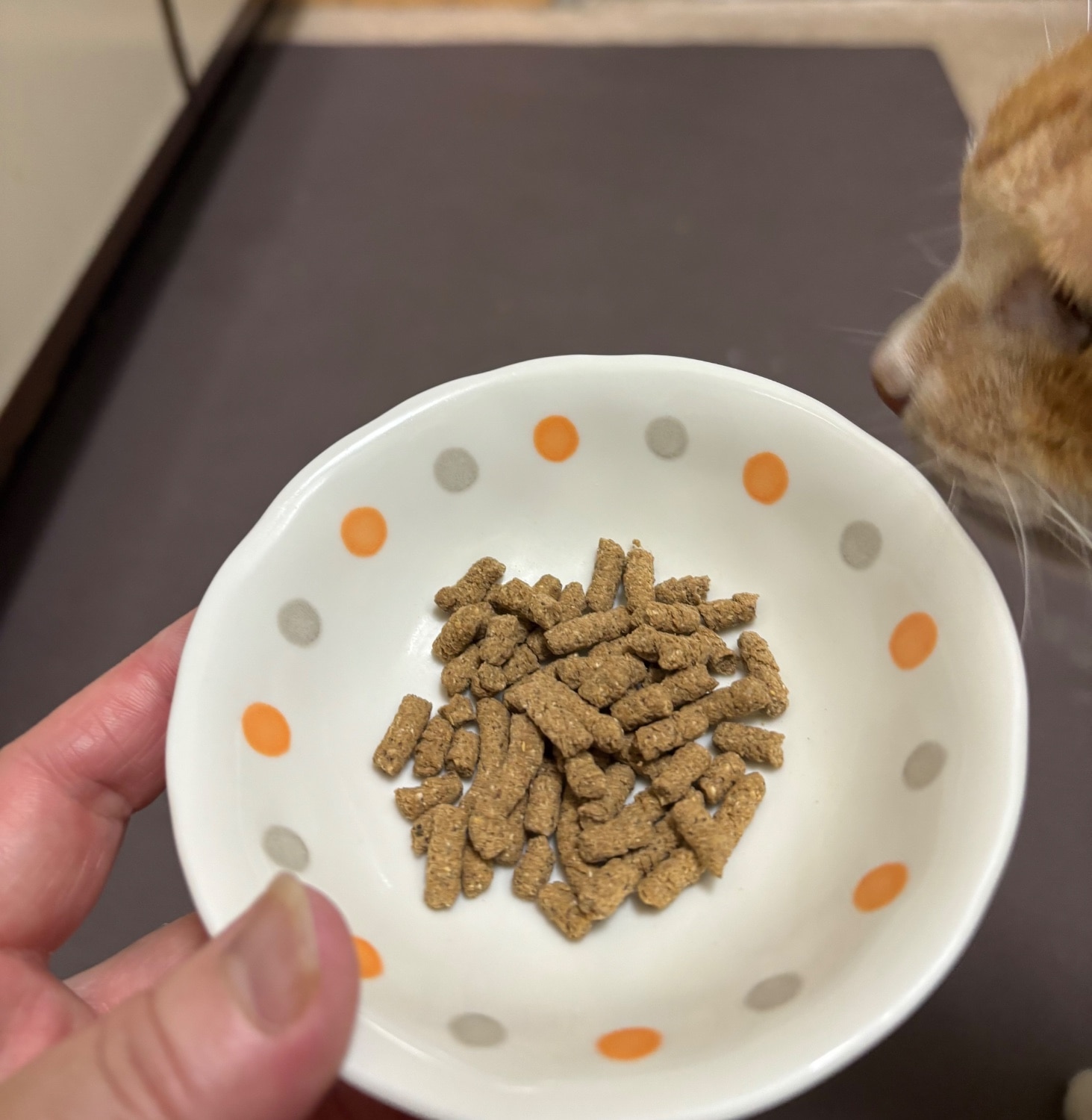 楽天市場】犬猫生活 キャットフード シニア 無添加 国産の生鶏肉味