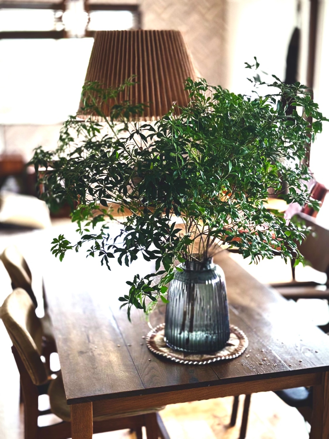 楽天市場】枝もの アセビ 馬酔木 切花 生花 枝 枝物 80cm〜 インテリア