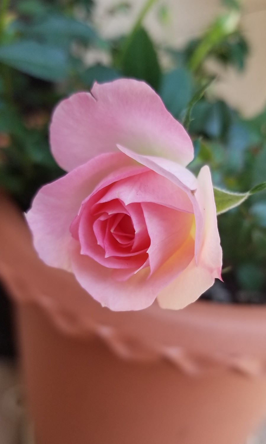 楽天市場 チュチュ オプティマ 3 5号 ミニバラ苗 バラ苗 花壇 花 バラ 薔薇 ミニバラ 種類 ガーデニング ミニバラ専門店 セントラルローズ みんなのレビュー 口コミ