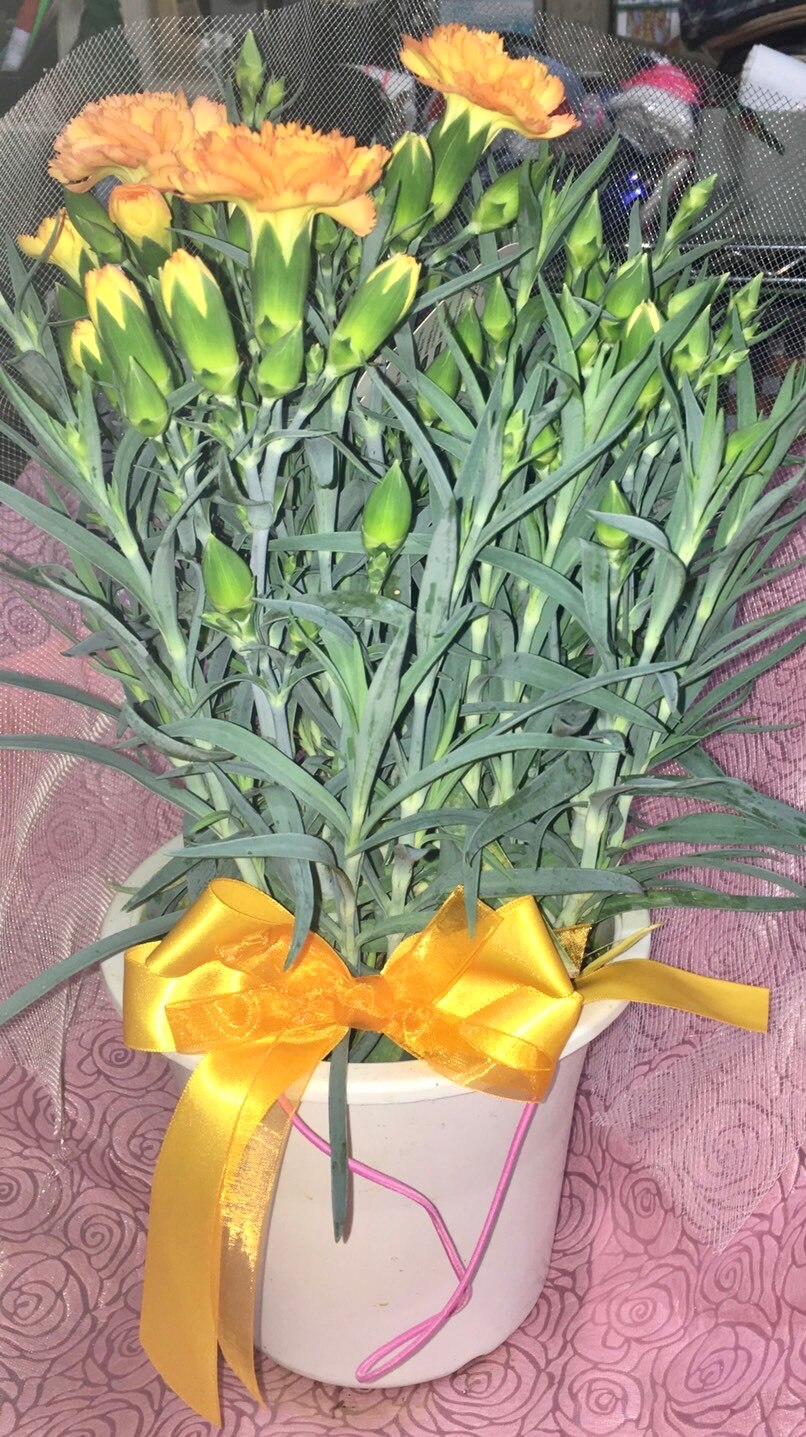 楽天市場 母の日 プレゼント カーネーション 鉢植え ギフト 花色おまかせとおまかせ幸せ特典 幸福の木 ハーバリウム ディフューザー 花とスイーツのセット Fleur Town 吉本花城園 みんなのレビュー 口コミ