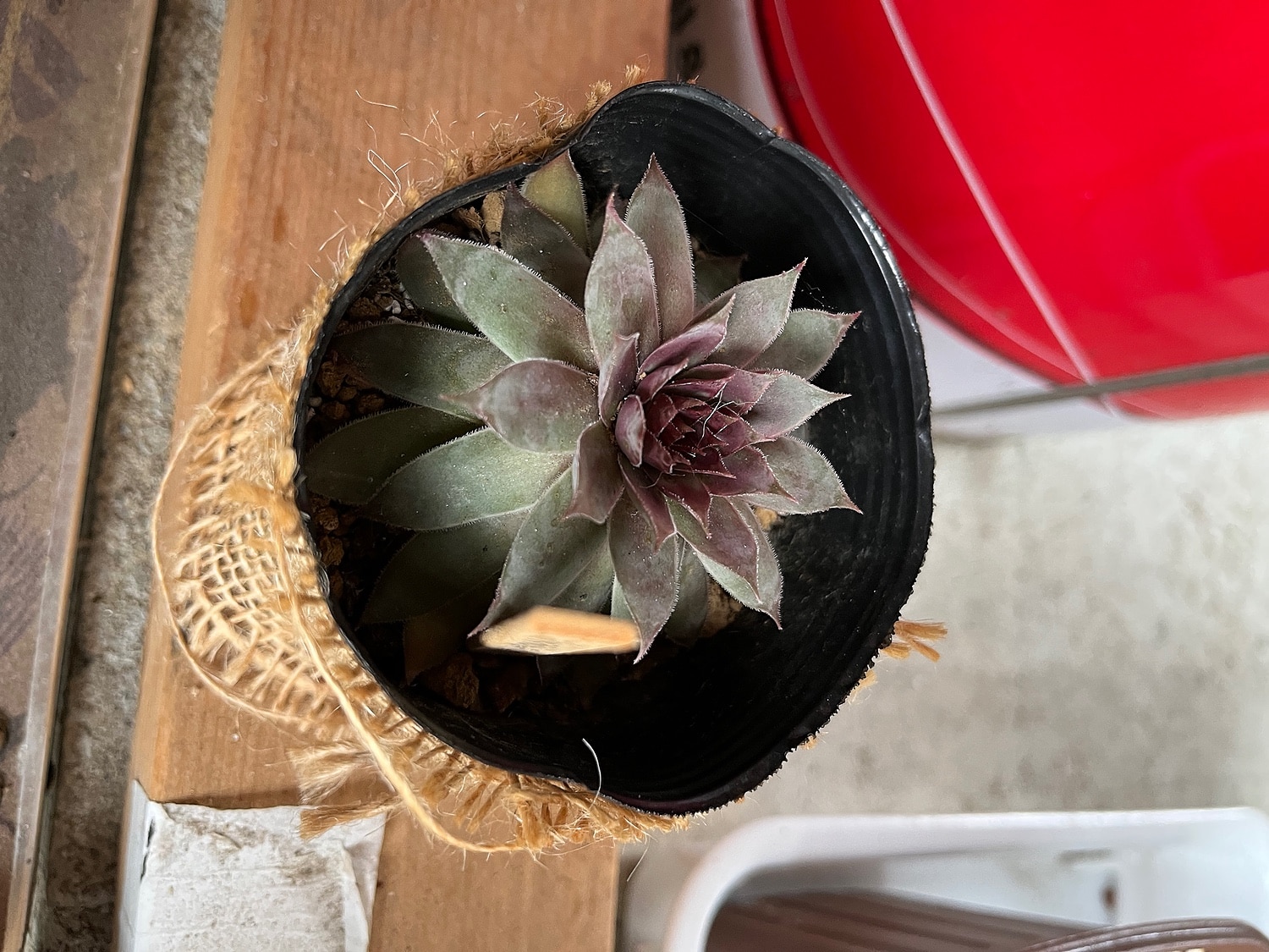楽天市場】テクトラムレッド パープル センペルビウム属 多肉植物 9cm