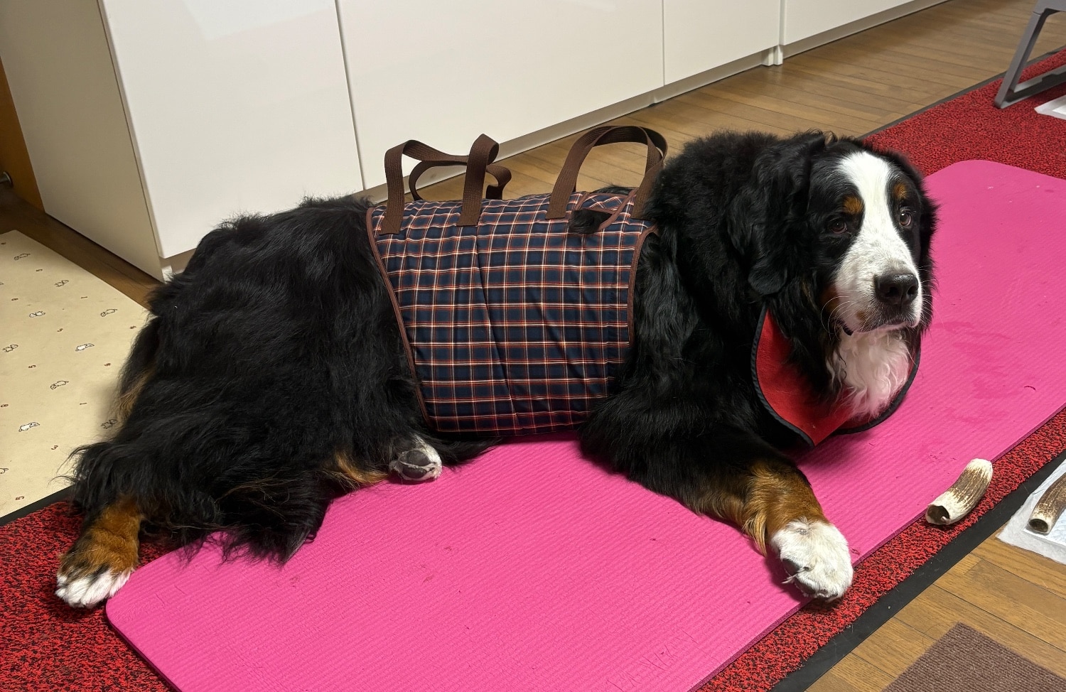 楽天市場】【大型犬用介護用品】着たままねんねのハニカム胴着 