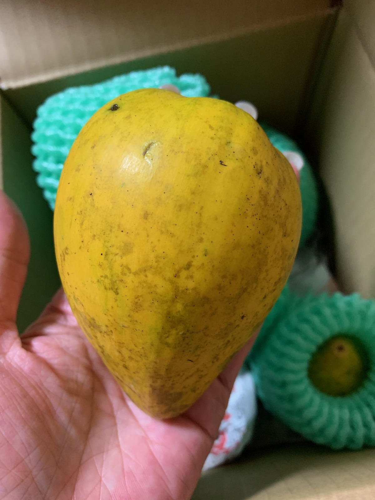 楽天市場 わけあり カニステル 1kg 送料無料 発送1月 4月 なにこれ ジャガイモ 卵の黄身 訳あり 国産 国内産 沖縄産 カニステル エッグフルーツ クダモノタマゴ 果物 フルーツ お取り寄せ たま青果 沖縄美味通販のたま青果 画像 動画あり
