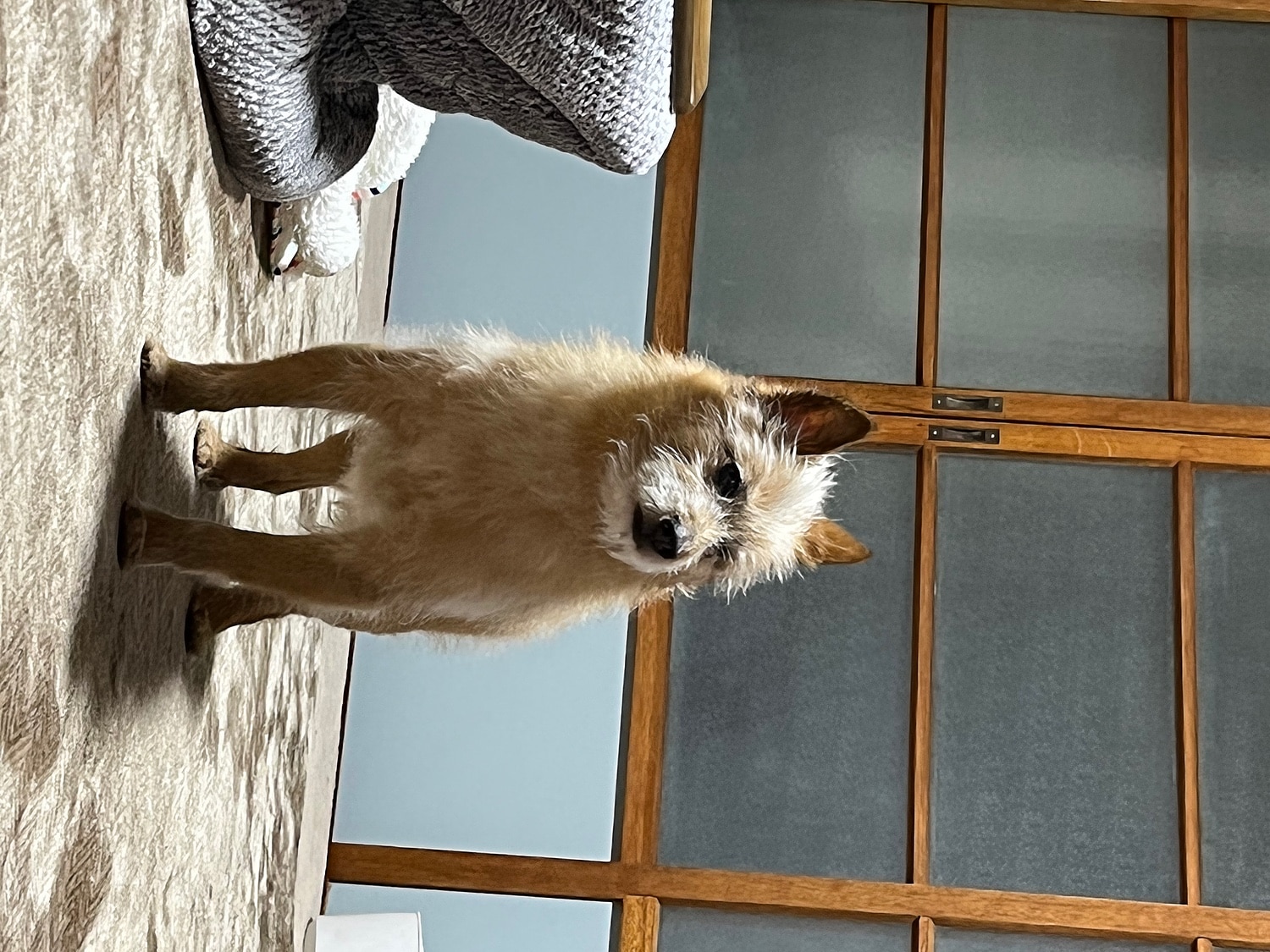 楽天市場 肉球クリーム 30g 犬 猫 肉球ケア 滑り止め 無添加 無香料 天然みつろう 国産 送料無料 舐めても安心安全 ペット用 クリーム 階段 フローリング 転倒防止 シニア犬 老犬 グッズ 足裏 足 いぬ 小型犬 蜜蝋 ミツロウ 乾燥 割れ 保護 雑貨イズム みんなの 楽天市場 肉球クリーム 30g 犬 猫 肉球ケア 滑り止め 無添加 無香料 天然みつろう 国産 送料無料 舐めても安心安全 ペット用 クリーム 階段 フローリング 転倒防止 シニア犬 老犬 グッズ 足裏 足 いぬ 小型犬 蜜蝋 ミツロウ 乾燥 割れ 保護 雑貨イズム みんなの