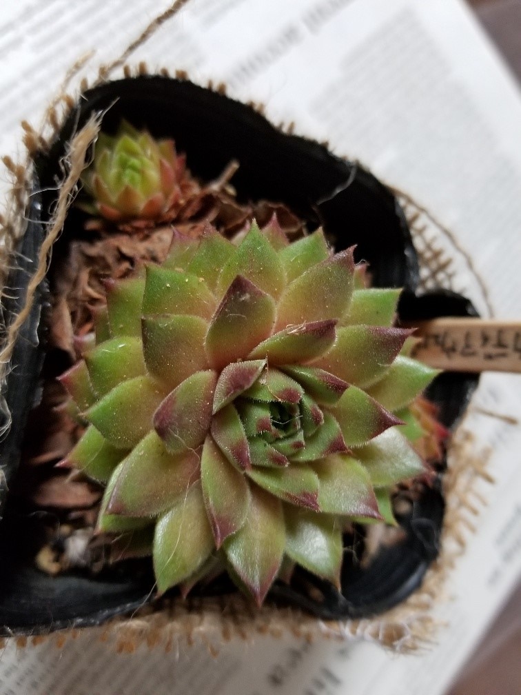 楽天市場】レオカディアウェバー センペルビウム属 多肉植物 9cmポット