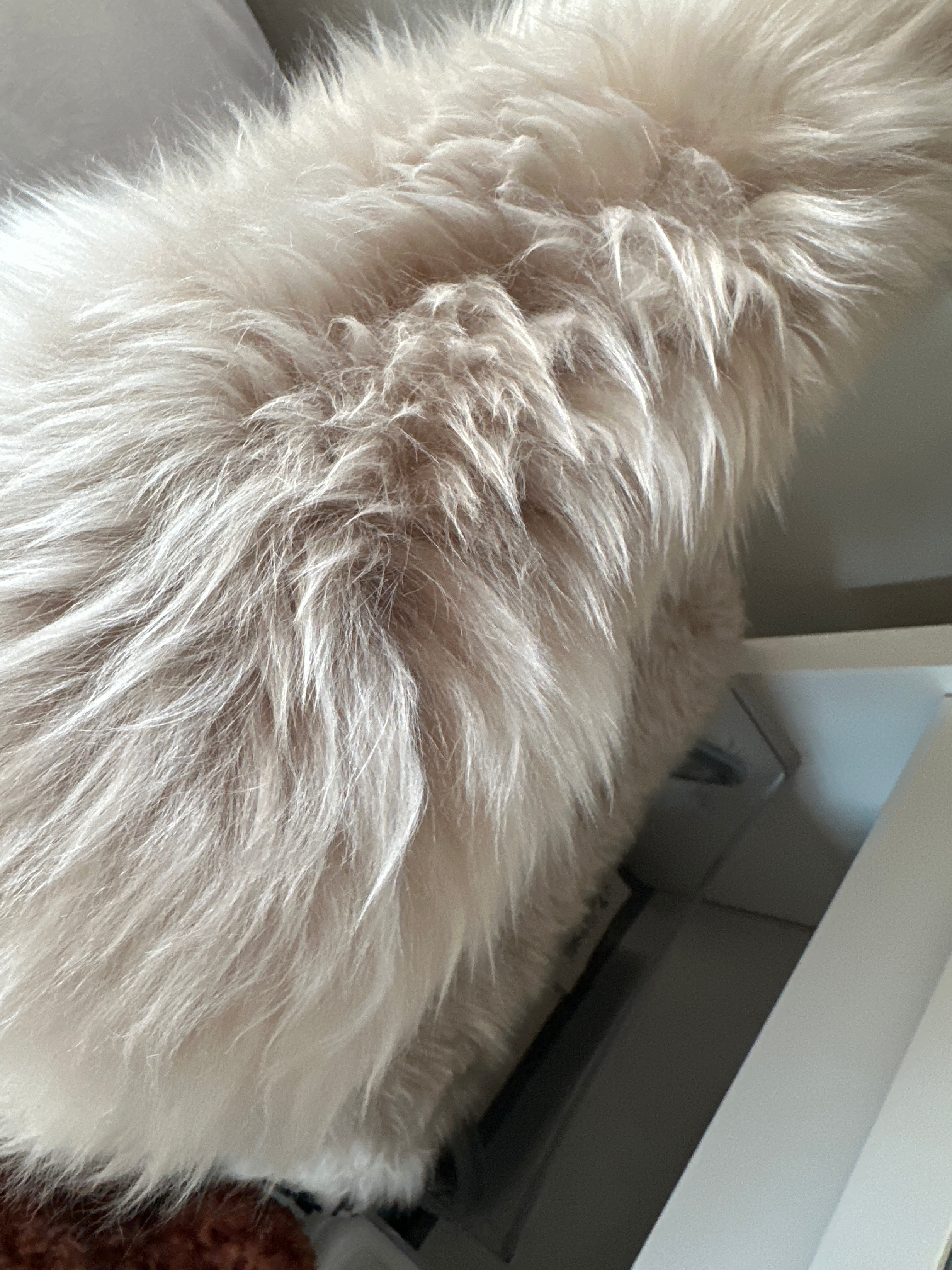 楽天市場】【2点以上10%OFF】 ムートンラグ 楽天1位獲得 60×90cm 一匹