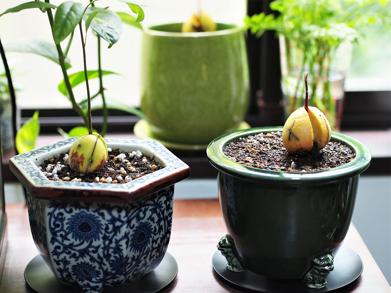 瀬戸織部と獅子 観音竹鉢【大日本國瀬戸丸八製】植木鉢 : せと