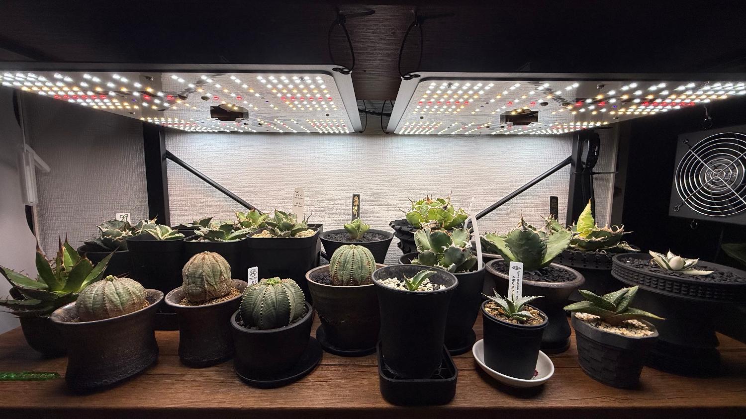 楽天市場】Kaiju Plant 植物育成ライト 怪獣フレア301 まるで太陽の