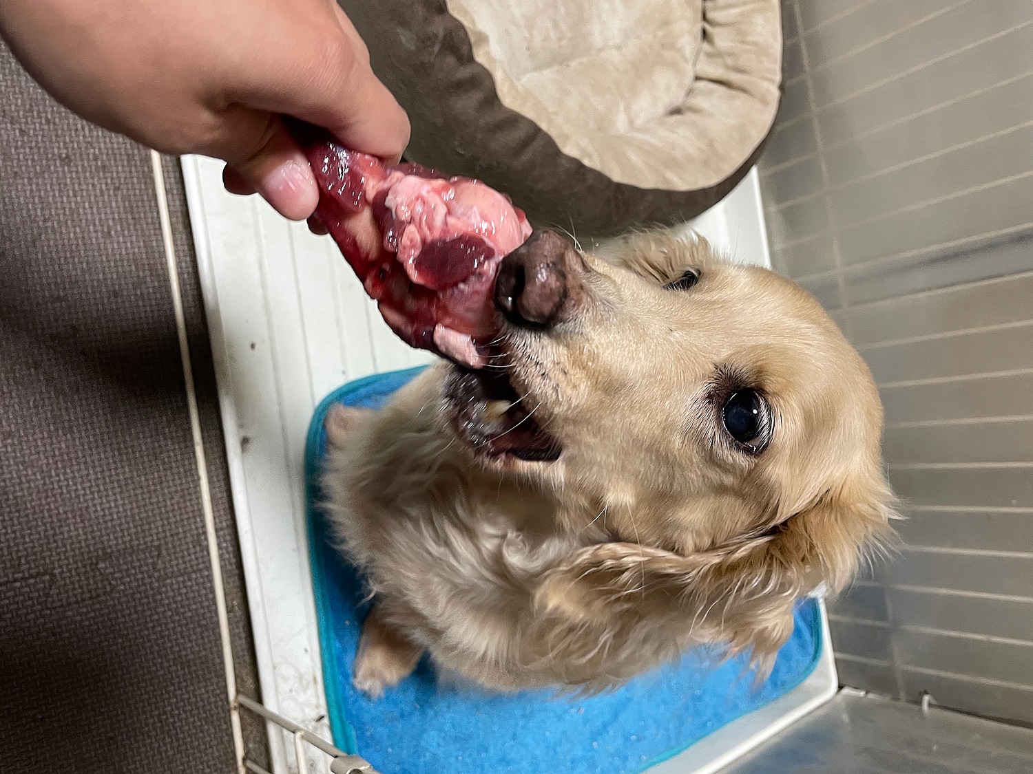 楽天市場】【在庫一掃】犬用 エゾ鹿 上腕骨2個【1人5個まで】(北海道えぞ鹿肉専門店 北のジビエ) | みんなのレビュー・口コミ