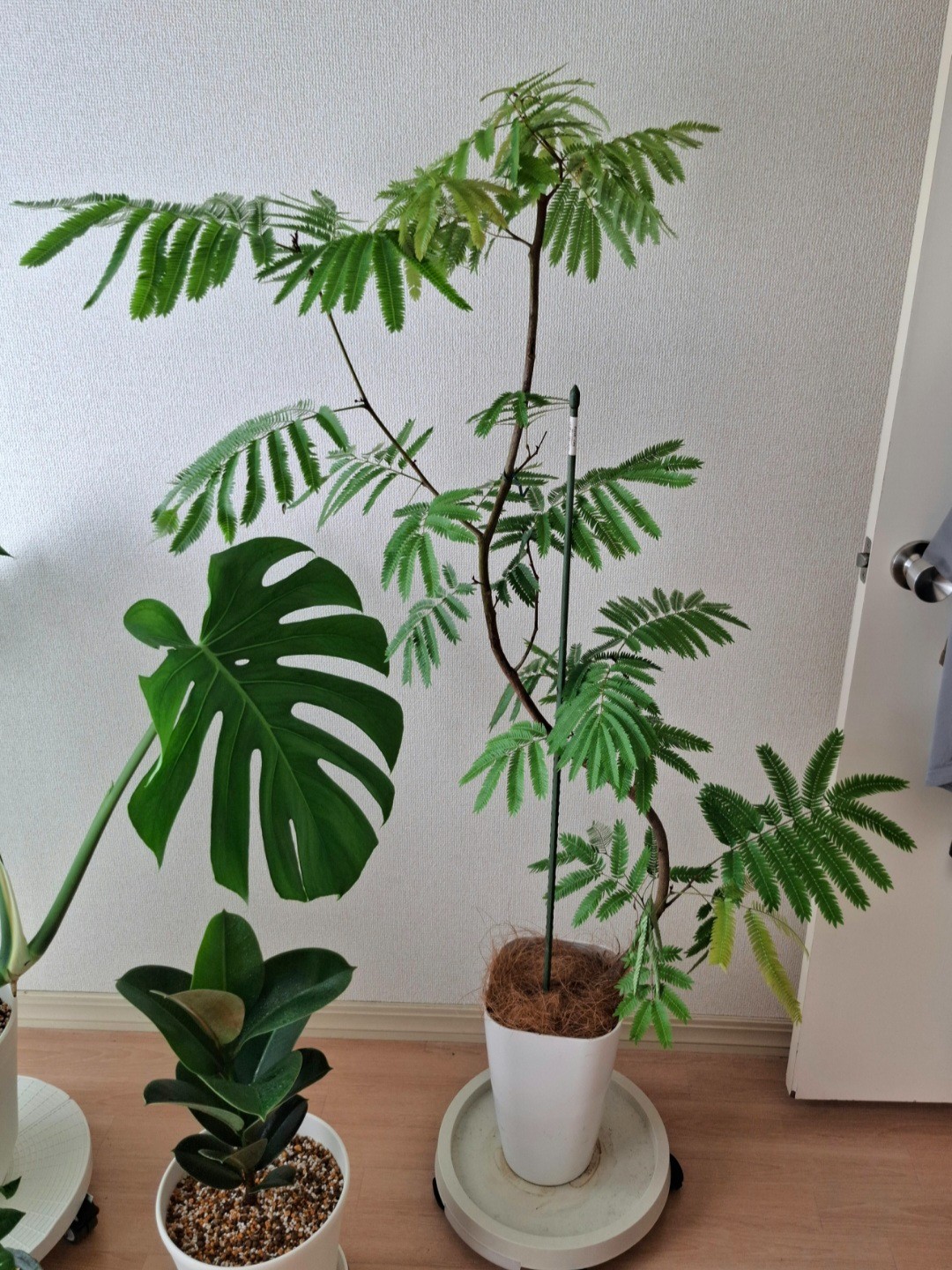 楽天市場】【ふるさと納税】観葉植物 エバーフレッシュ 8号
