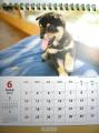 ֡ĶòDOG CALENDAR 2012ۡͳ Ƹ ǥ(2012ǯ)פξʥӥ塼ܺ٤򸫤