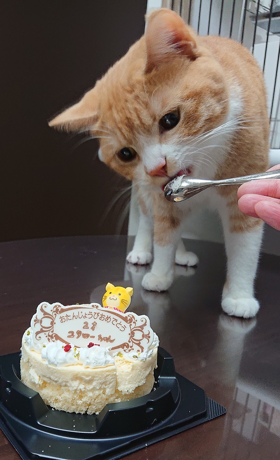 楽天市場 新商品 ねこちゃん大好き 猫用ケーキ 誕生日ケーキ 猫用 レアチーズケーキ ペットケーキ 誕生日ケーキ バースデーケーキ ペット用ケーキ 誕生日ケーキのお店ケベック みんなのレビュー 口コミ